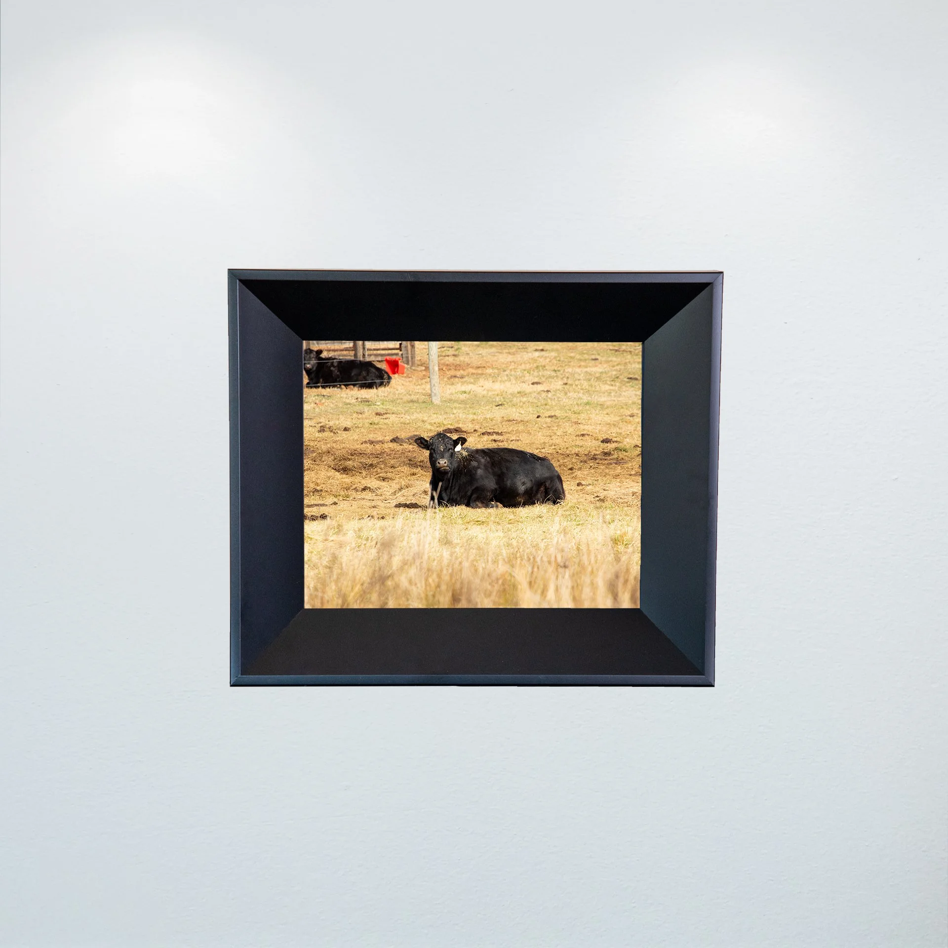1:1 Dirty Cow Grazing- Mini.jpg