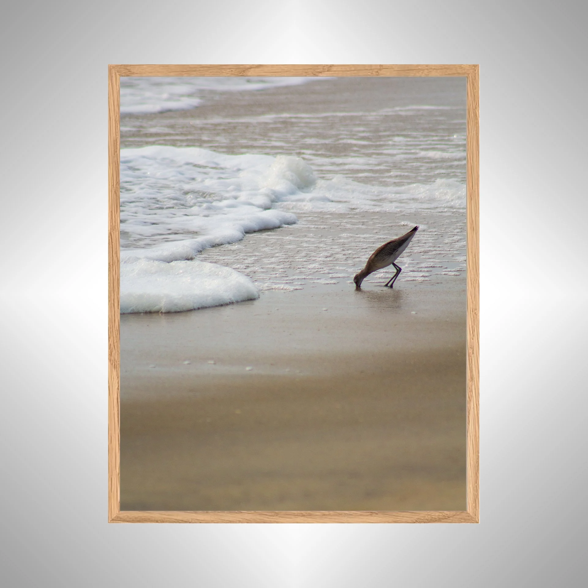 1:1 Willet at Beach Eating- White copy NATTY.jpg