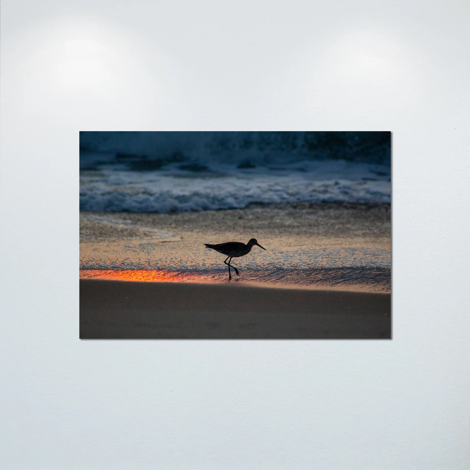 1:1 Willet Step- Poster & Canvas.jpg