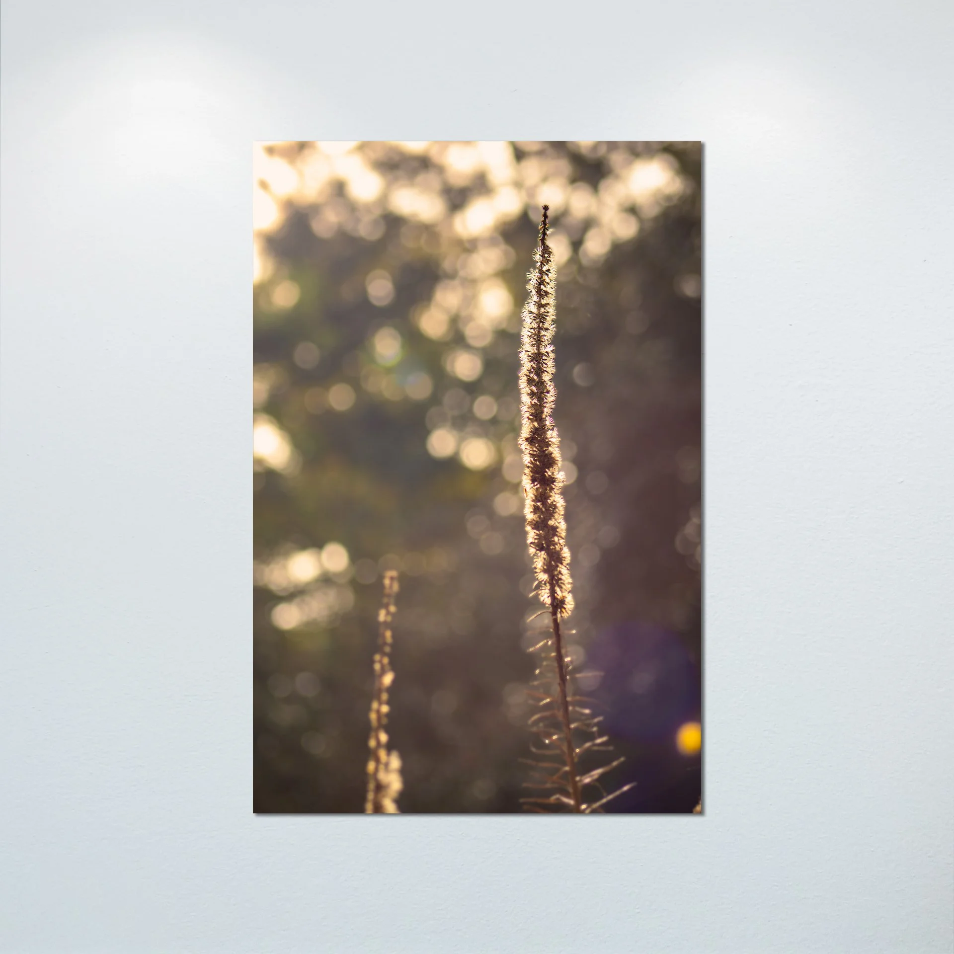 1:1 Foxglove in Winter- Poster & Canvas.jpg