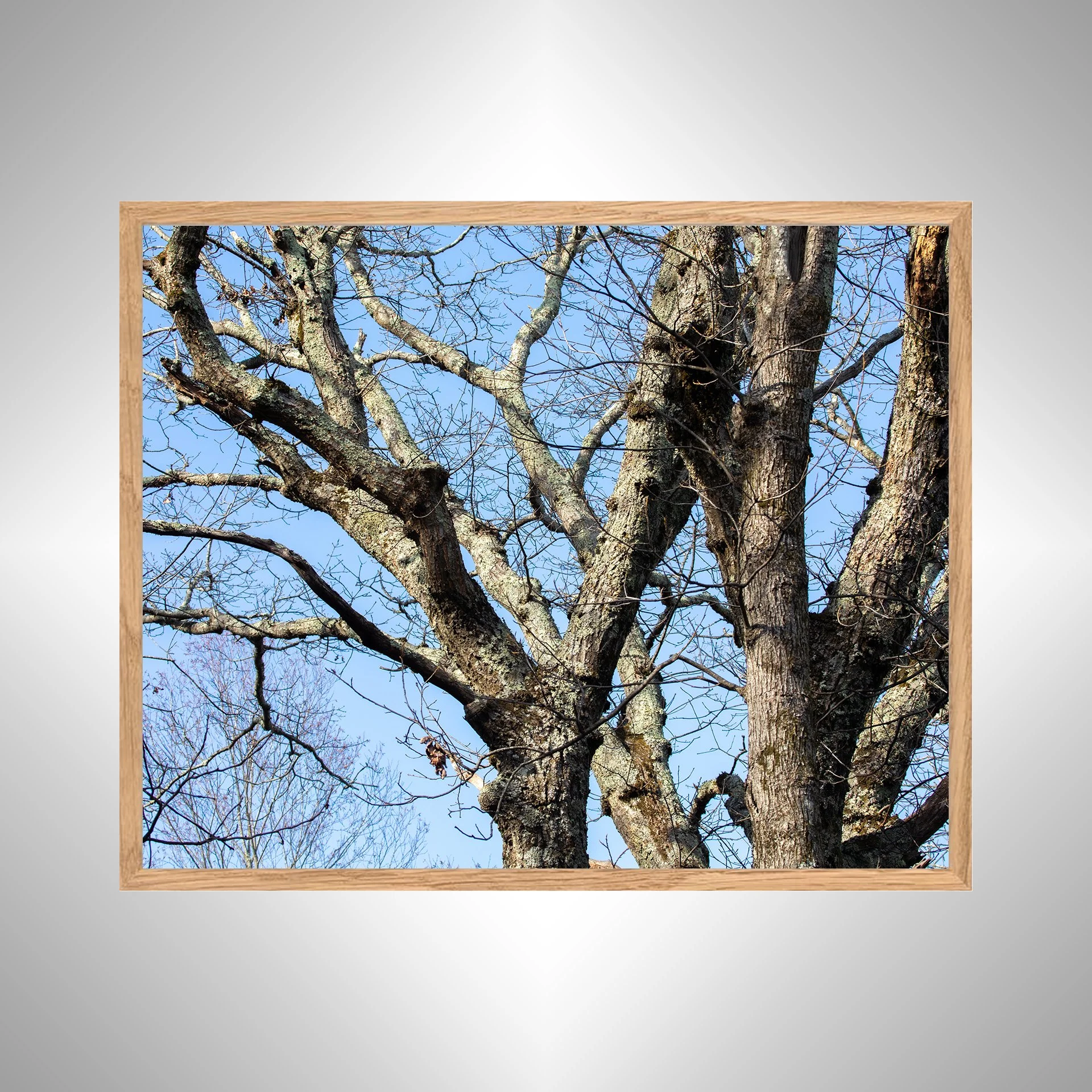 1:1 Trees at the Shenandoah National Park- White copy NATTY.jpg