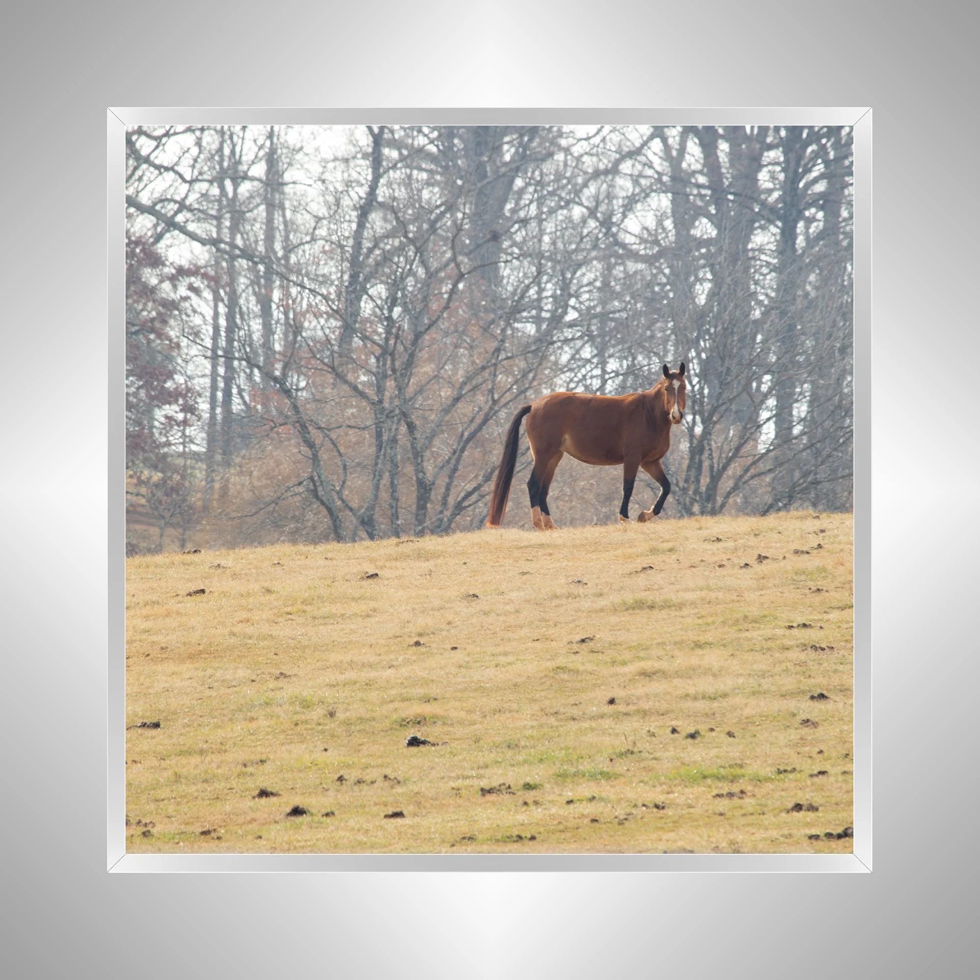 1:10 Shenandoah Horse (Square)- Silver Metal.jpg