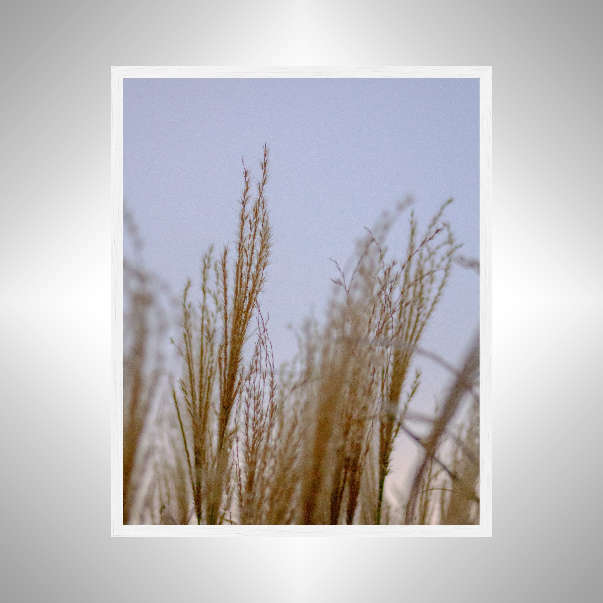 1:1 Lafayette River Oats- White Wood.jpg