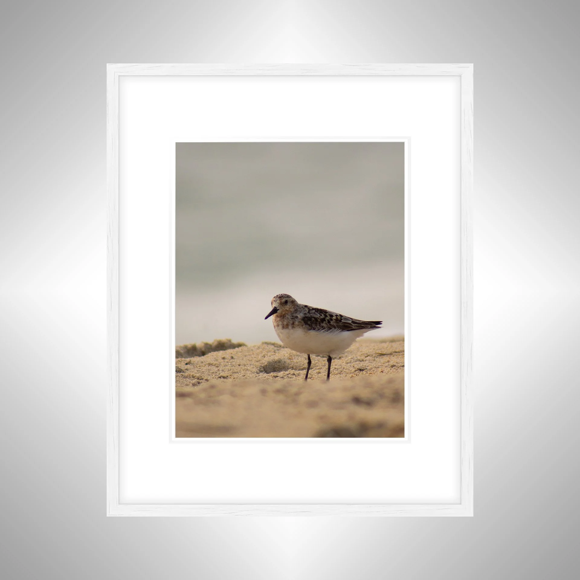 1:10 Sanderling Photoshoot in Rodanthe- White w: Border.jpg