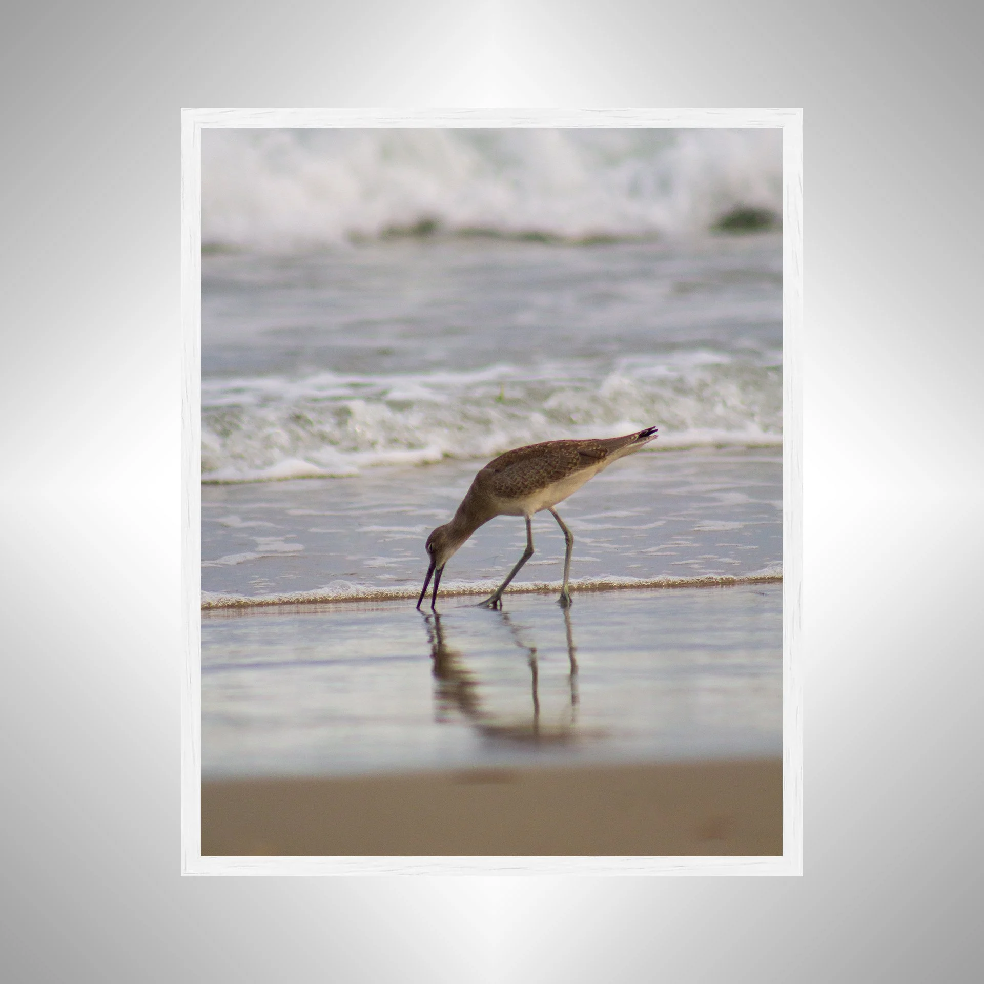 1:1 Willet Eating Reflection- White.jpg