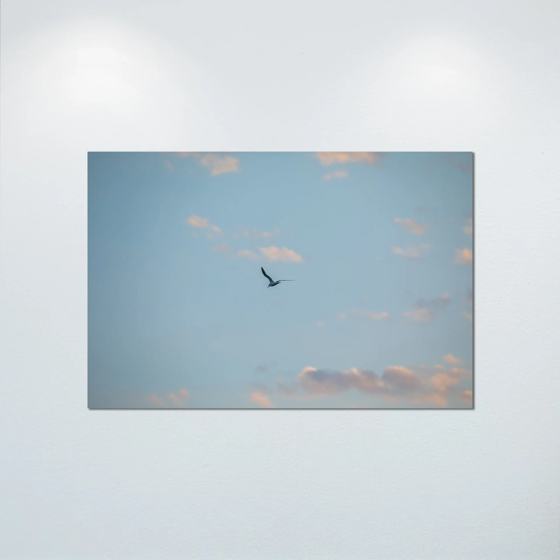 1:1 Seagull + Pink Clouds- Poster & Canvas.jpg