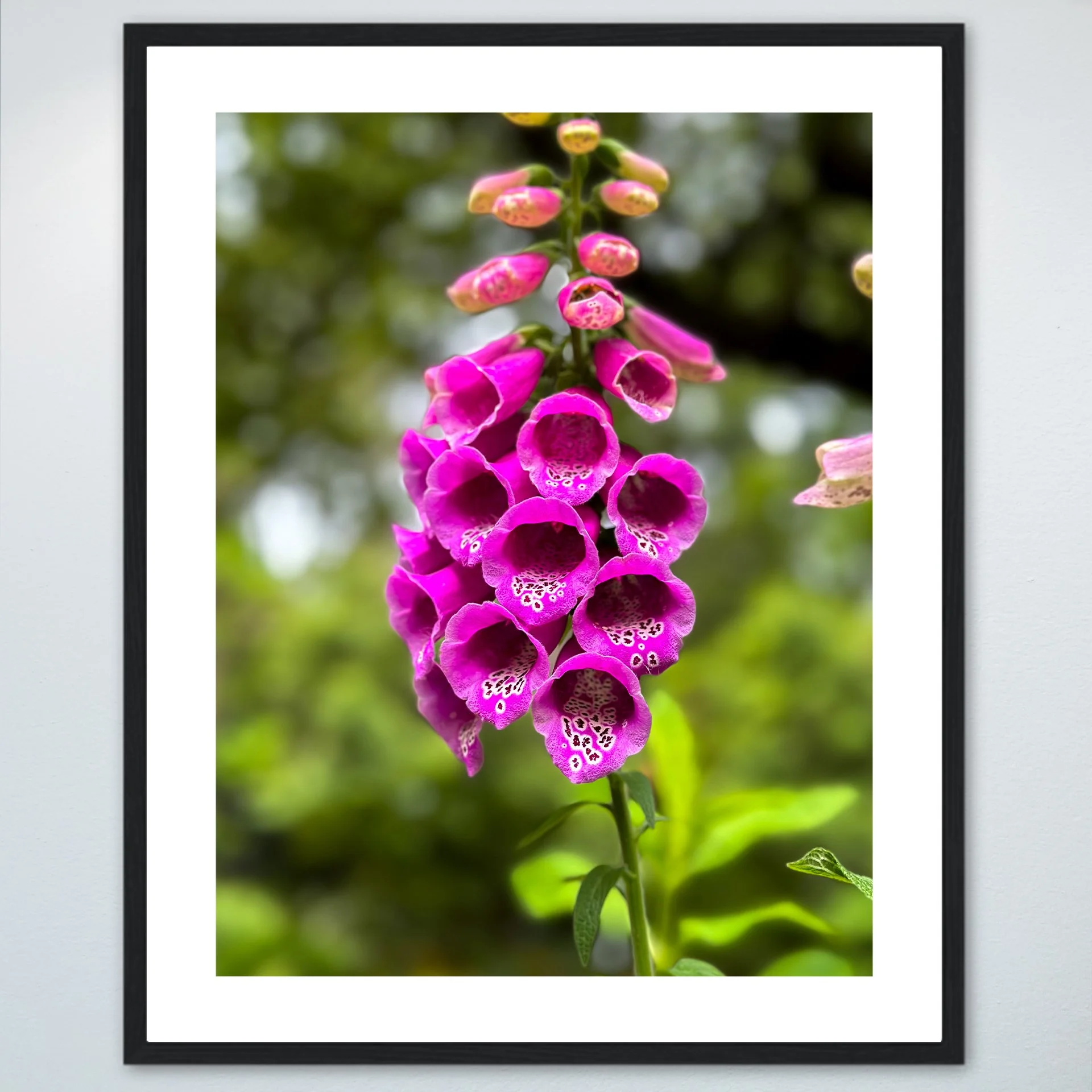 1:10 Pink Foxgloves at Hermitage- Wood.jpg