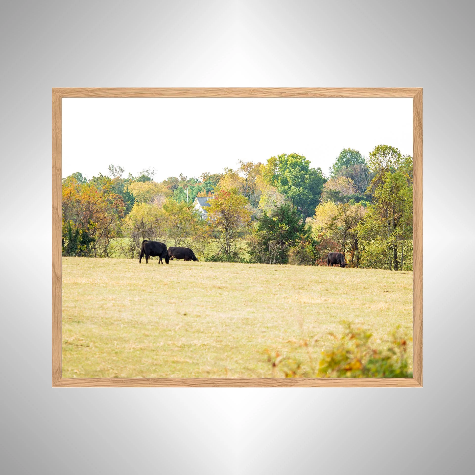 1:1 Shenandoah Grazers- White copy NATTY.jpg