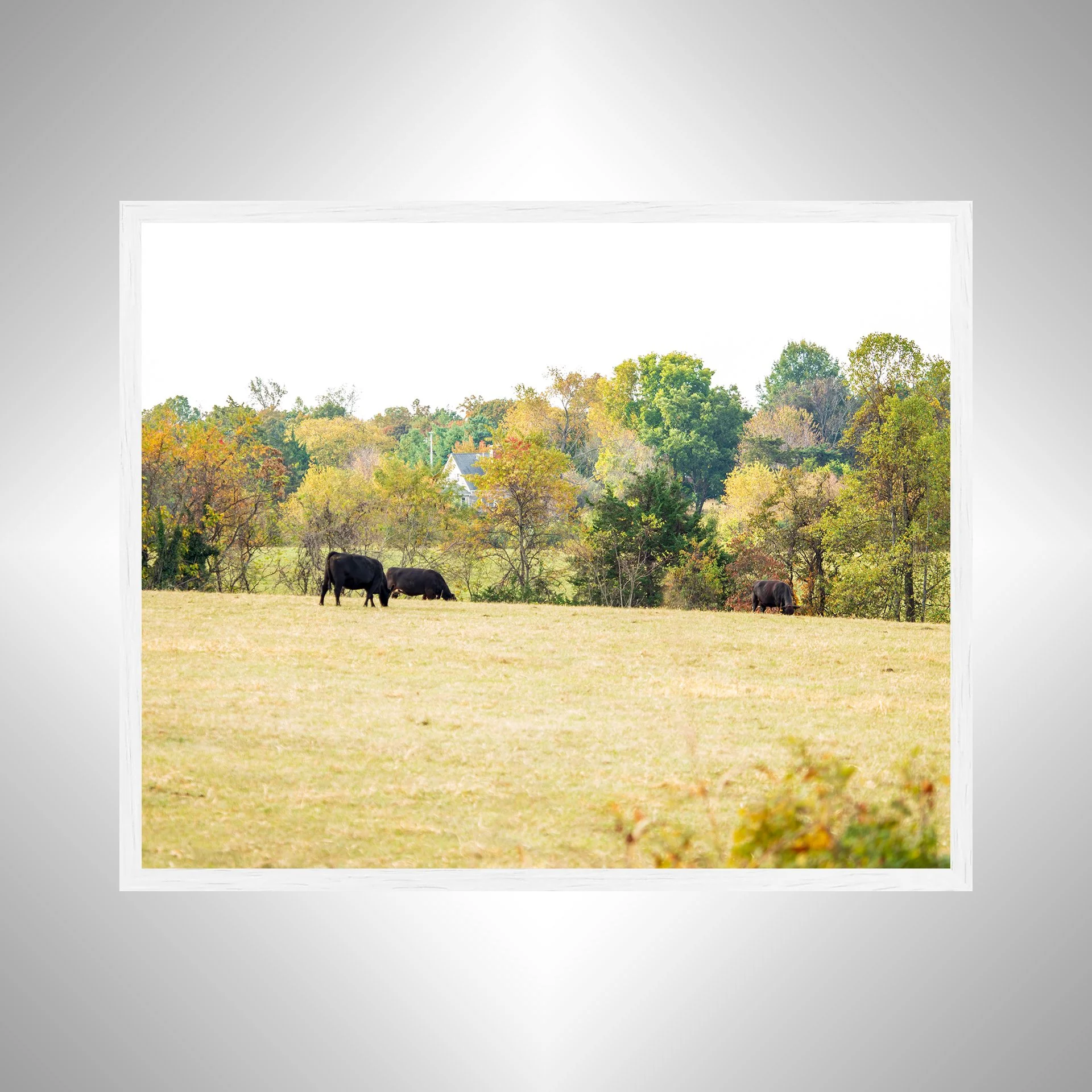 1:1 Shenandoah Grazers- White.jpg