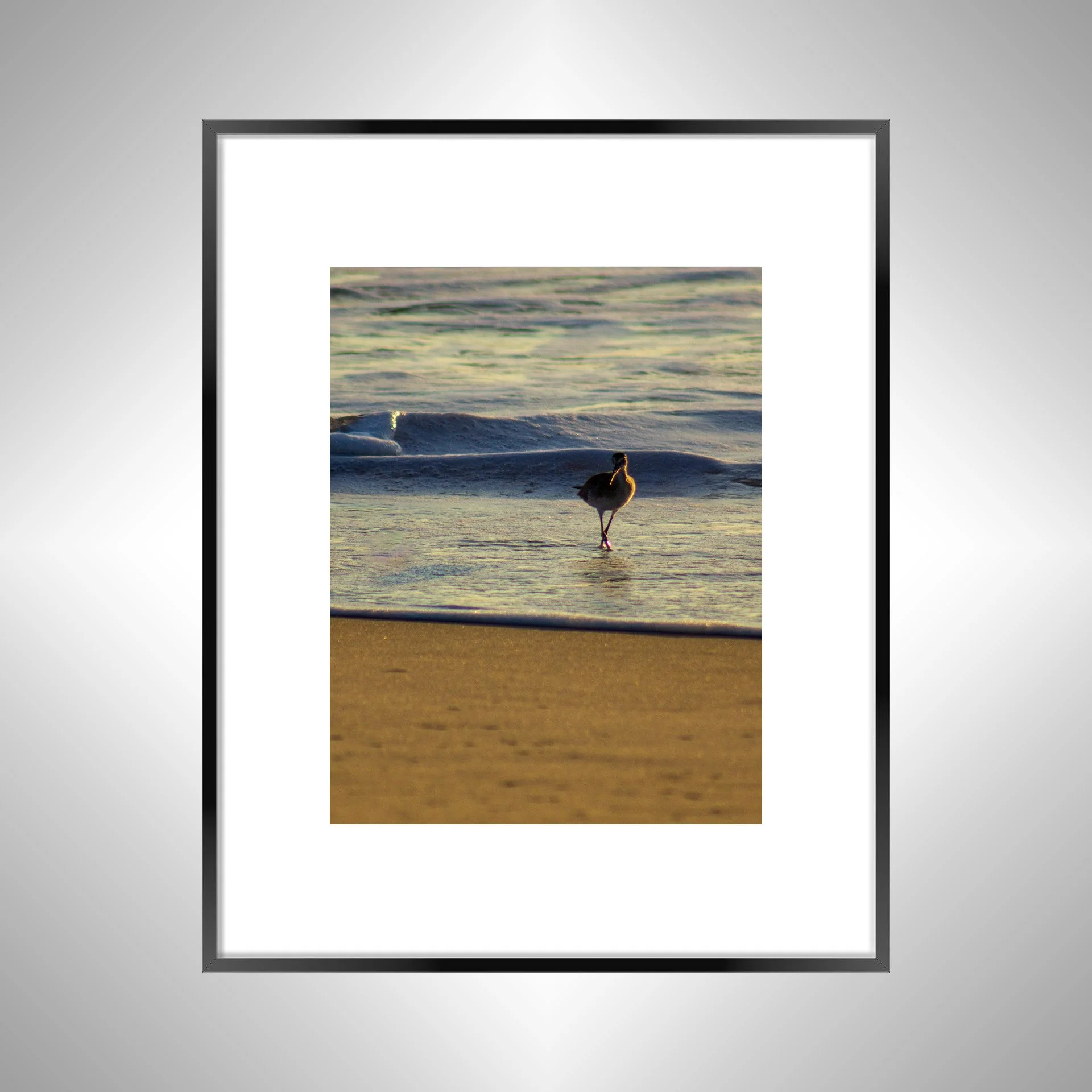 1:1 Willet at Sunrise- Black w: Border.jpg