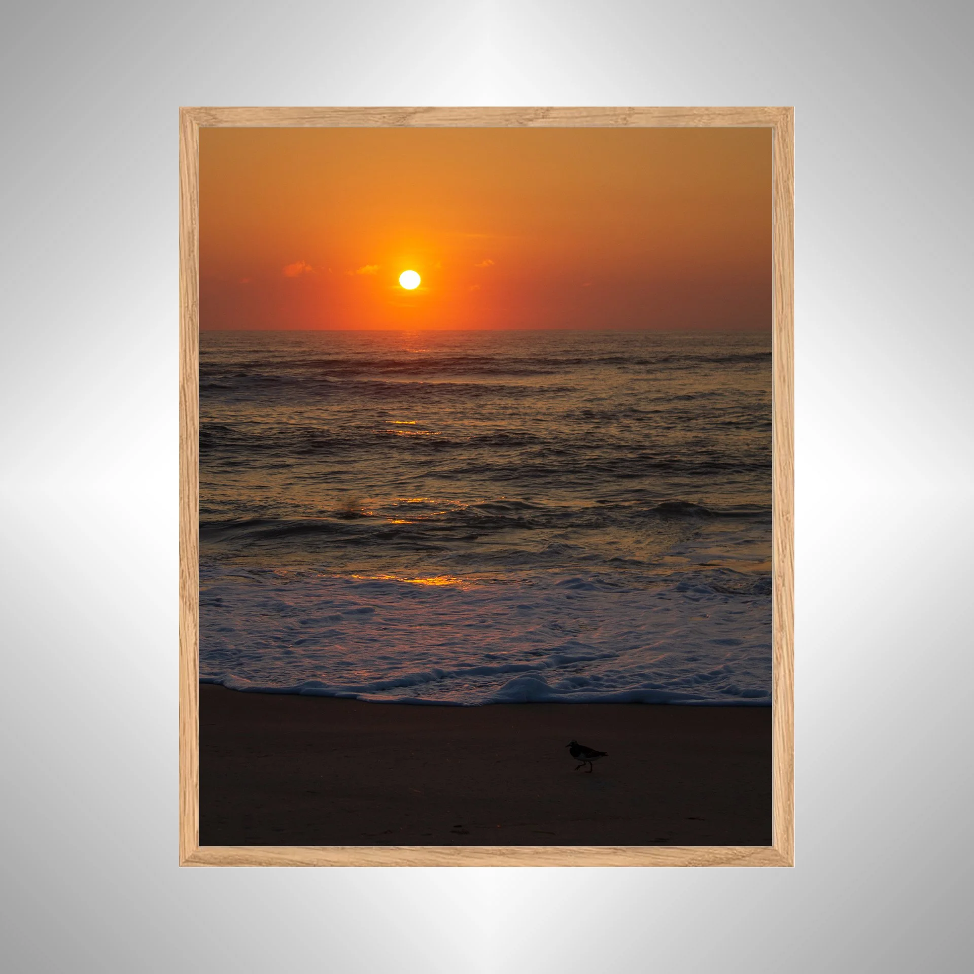 1:1 Sanderling at Sunrise- White copy NATTY.jpg