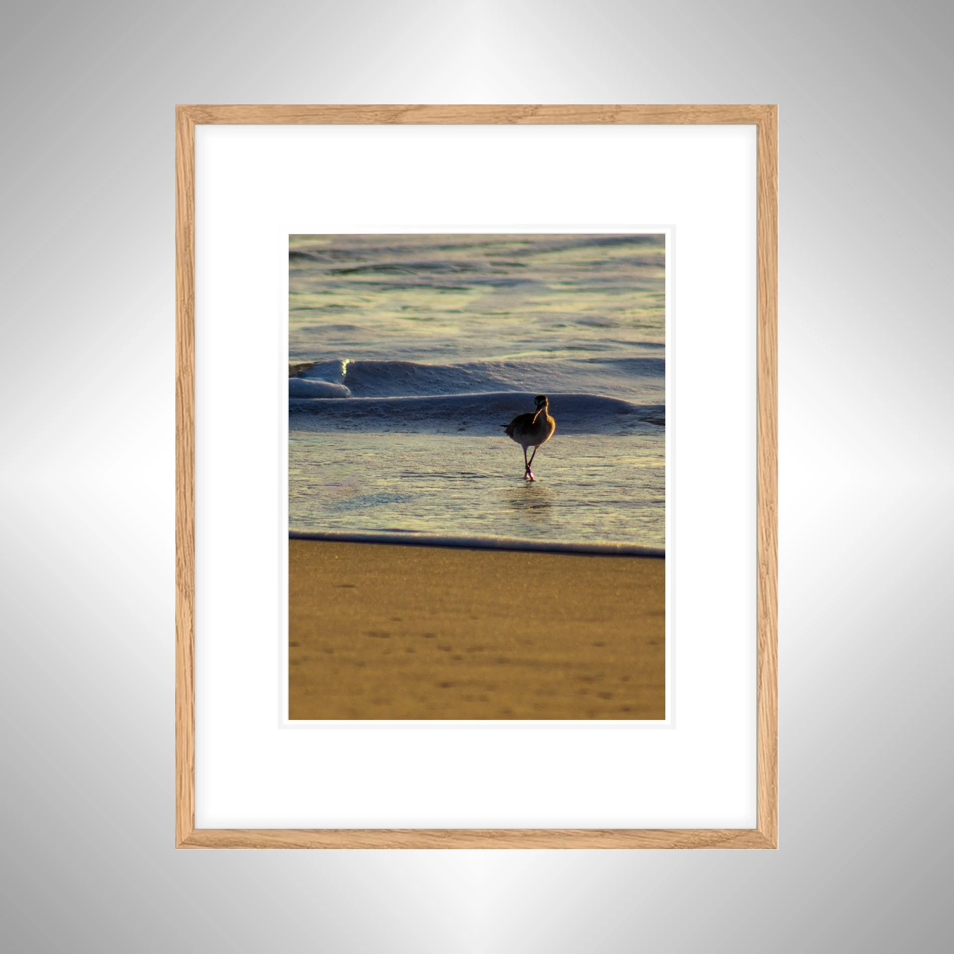1:1 Willet at Sunrise- White w: Border copy NATTY.jpg