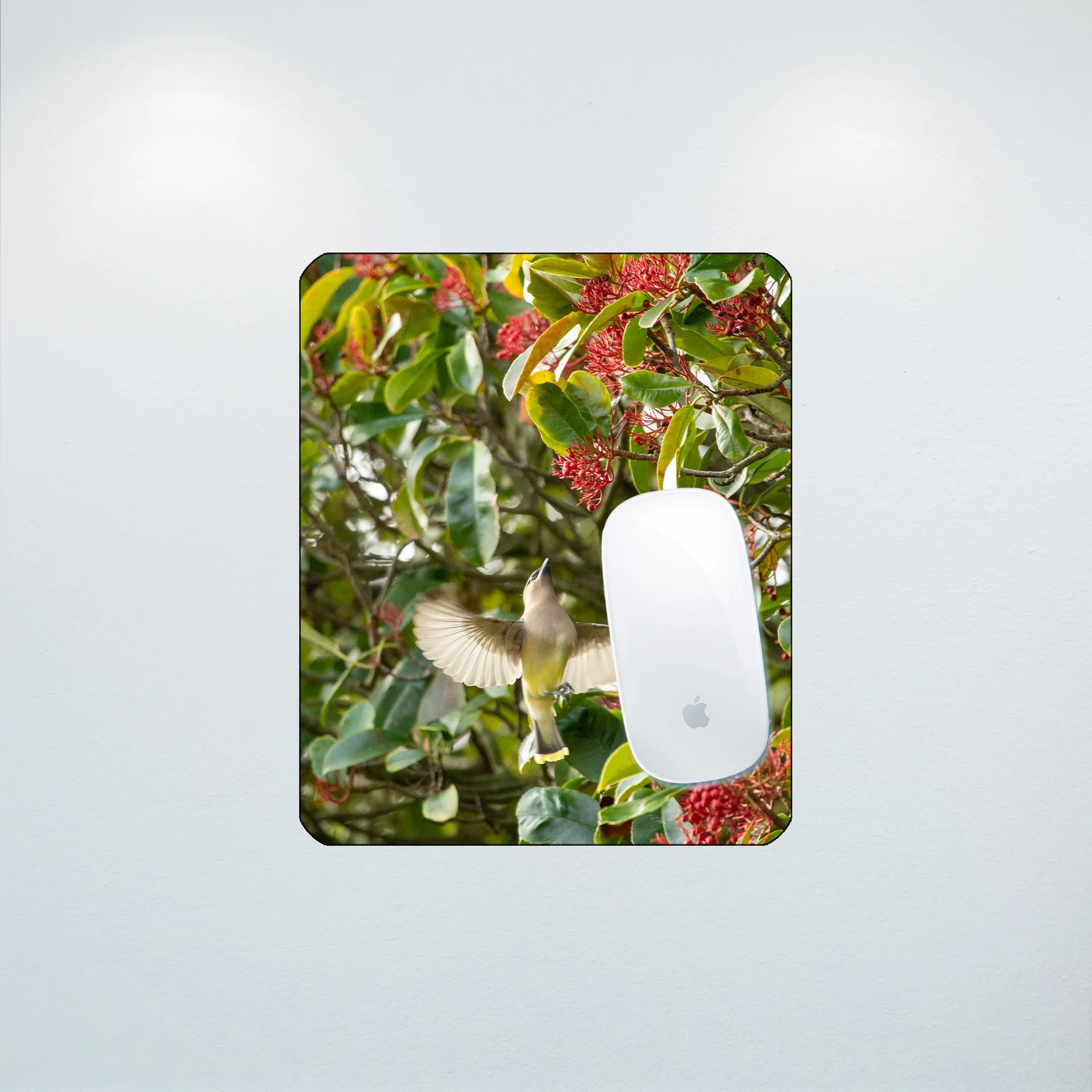 1:10 Cedar Waxwing Picking Berries- Mouse Pad.jpg