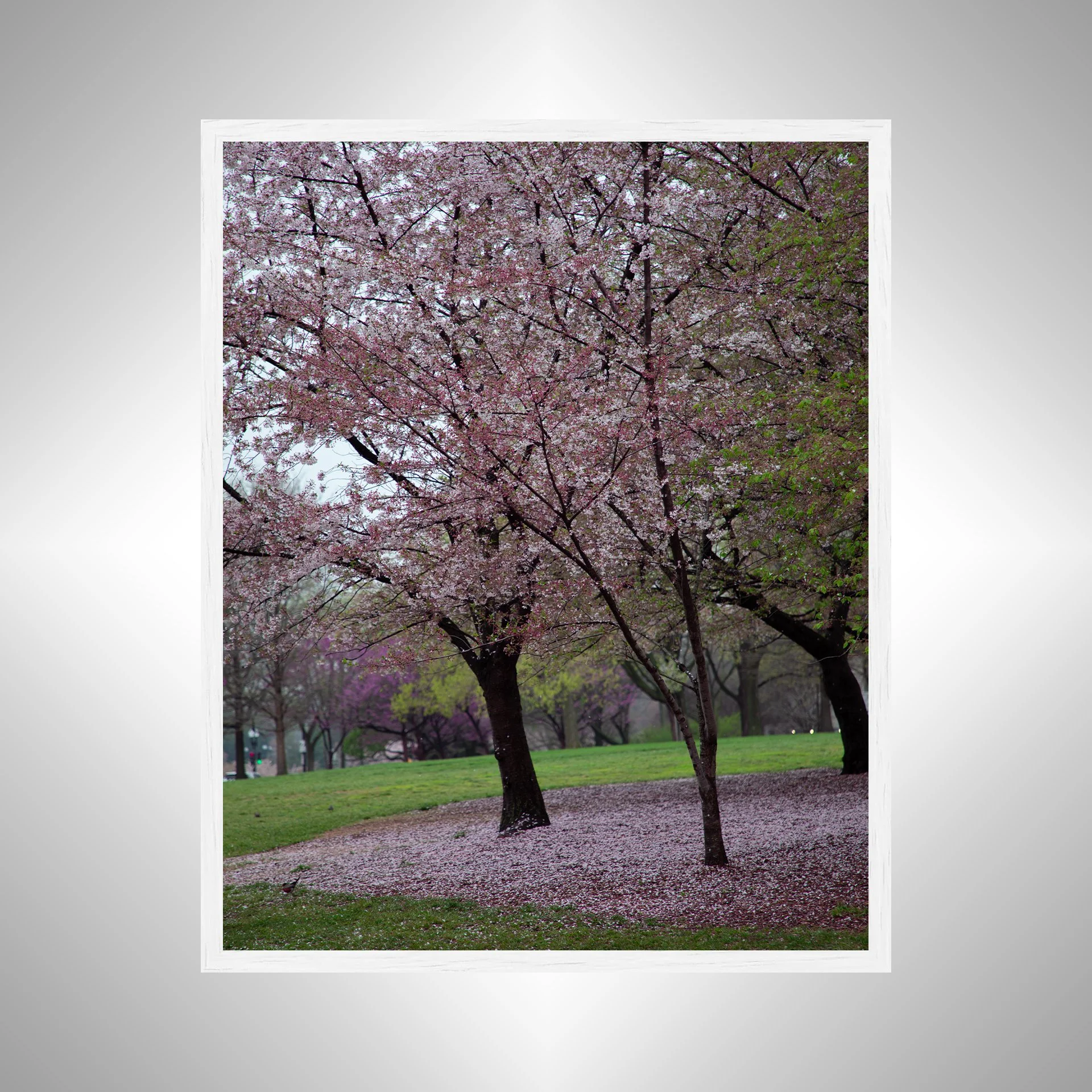 1:1 Fallen Cherry Blossoms- White Wood.jpg