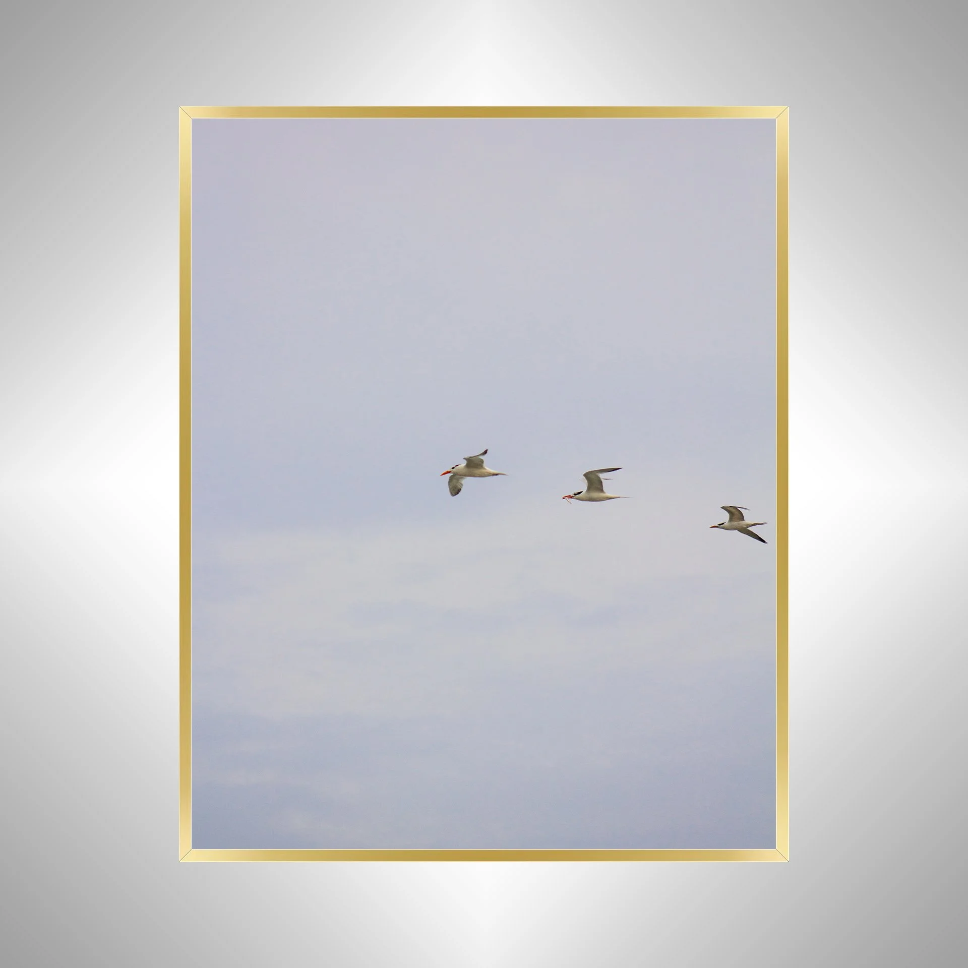 1:1 Trio of Common Tern with Fish- Gold.jpg
