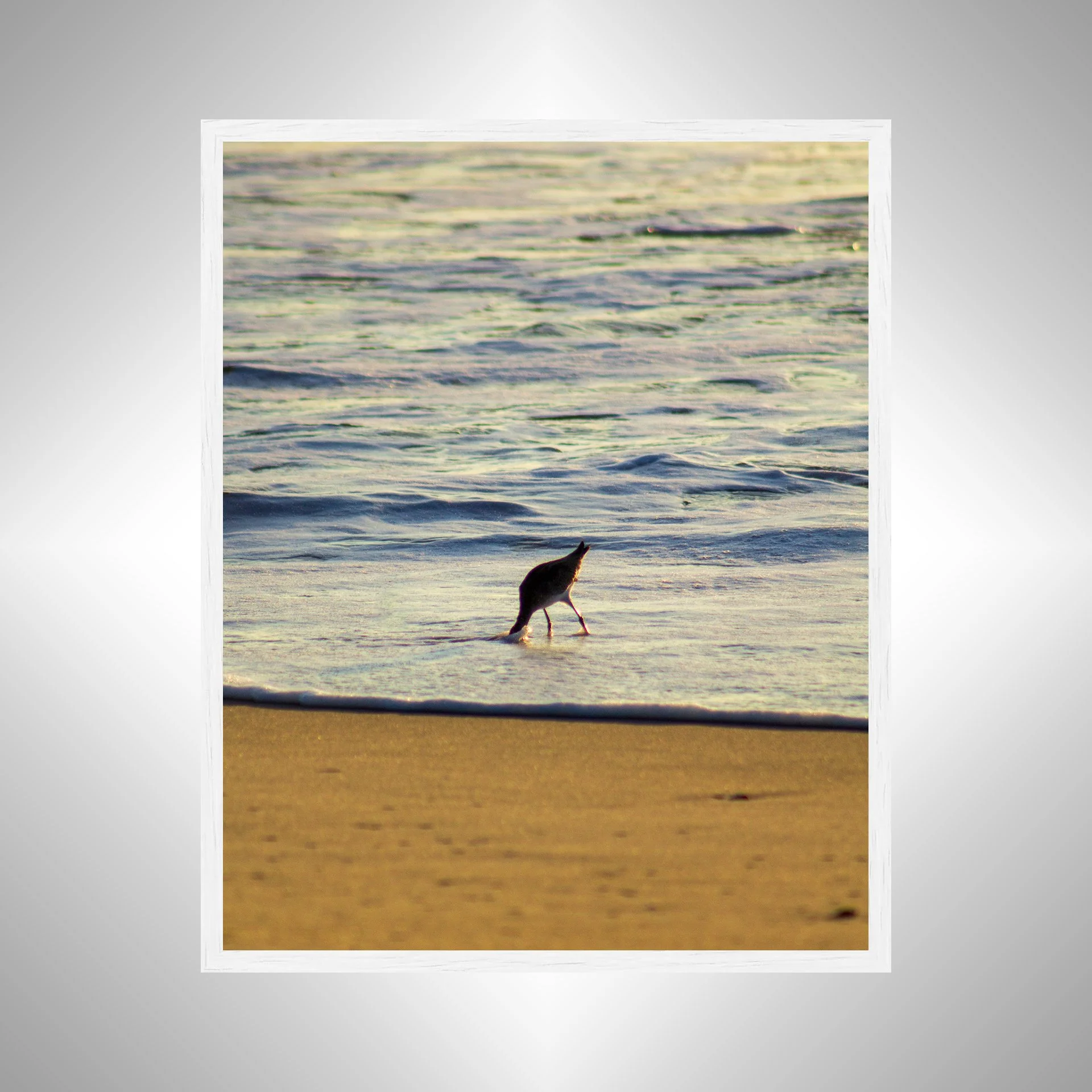 1:1 Willet Hunting- White.jpg