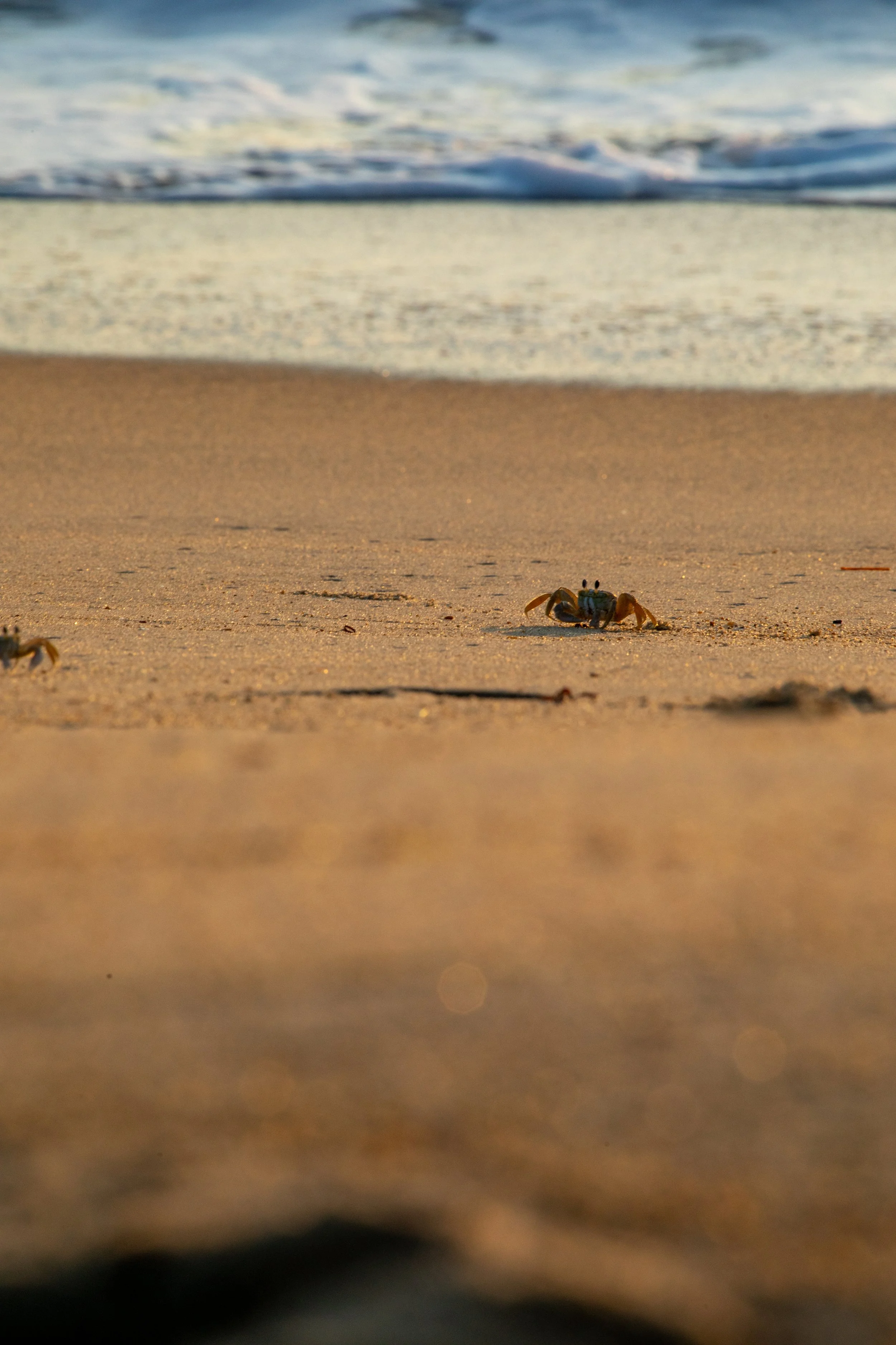 1:1 Golden Hour Ghost Crab in Kitty Hawk, NC.jpg