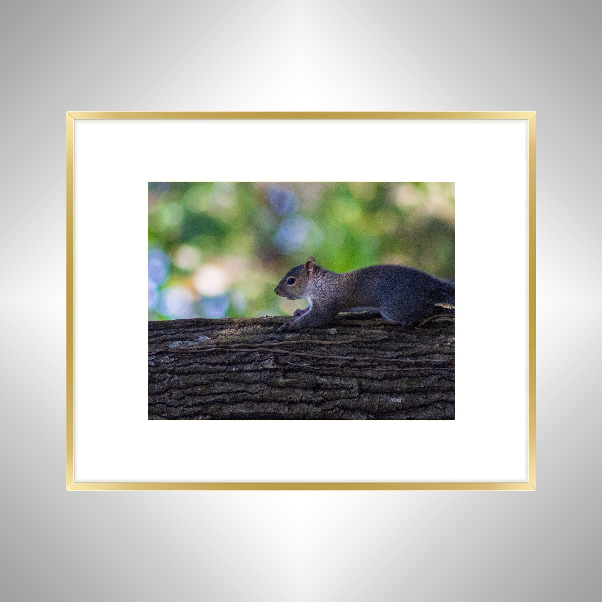 1:1 Squirrel's World- Gold w: Border.jpg