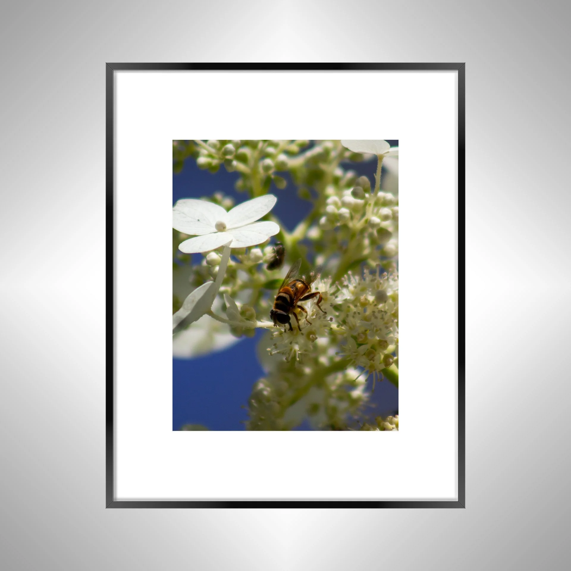 1:1 Pollinator in Norfolk- Black w: Border.jpg