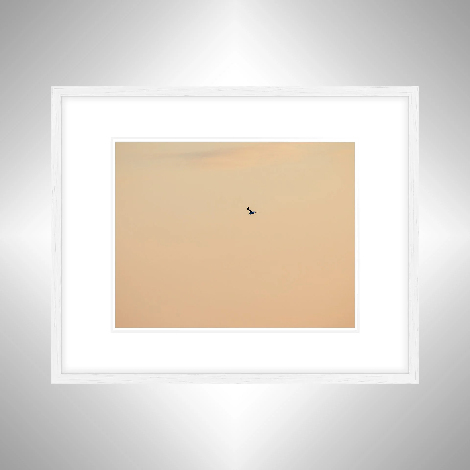 1:1 Orange Seagull- White w: Border.jpg