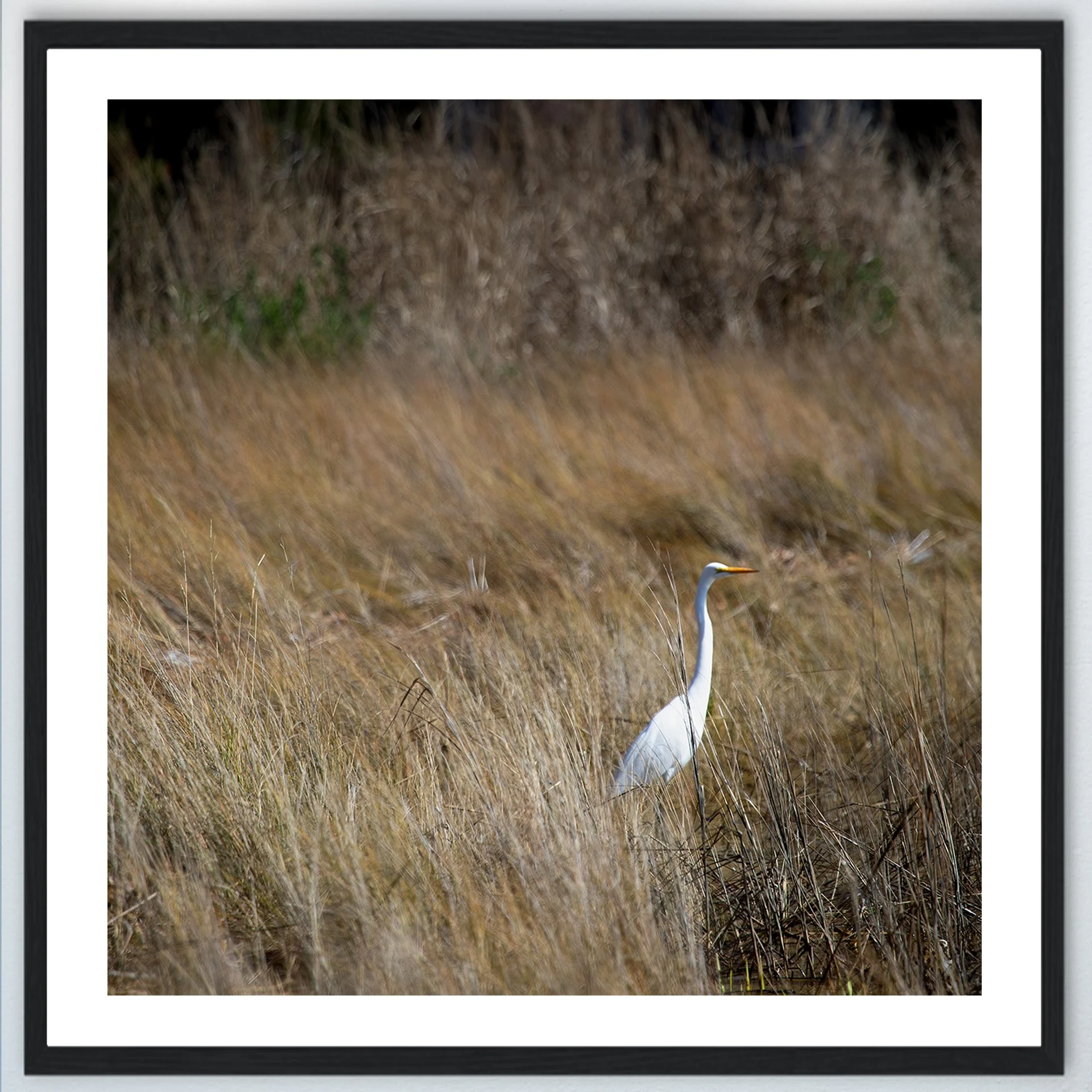 1:1 Sitting Egret (Square)- Wood w: Border.jpg
