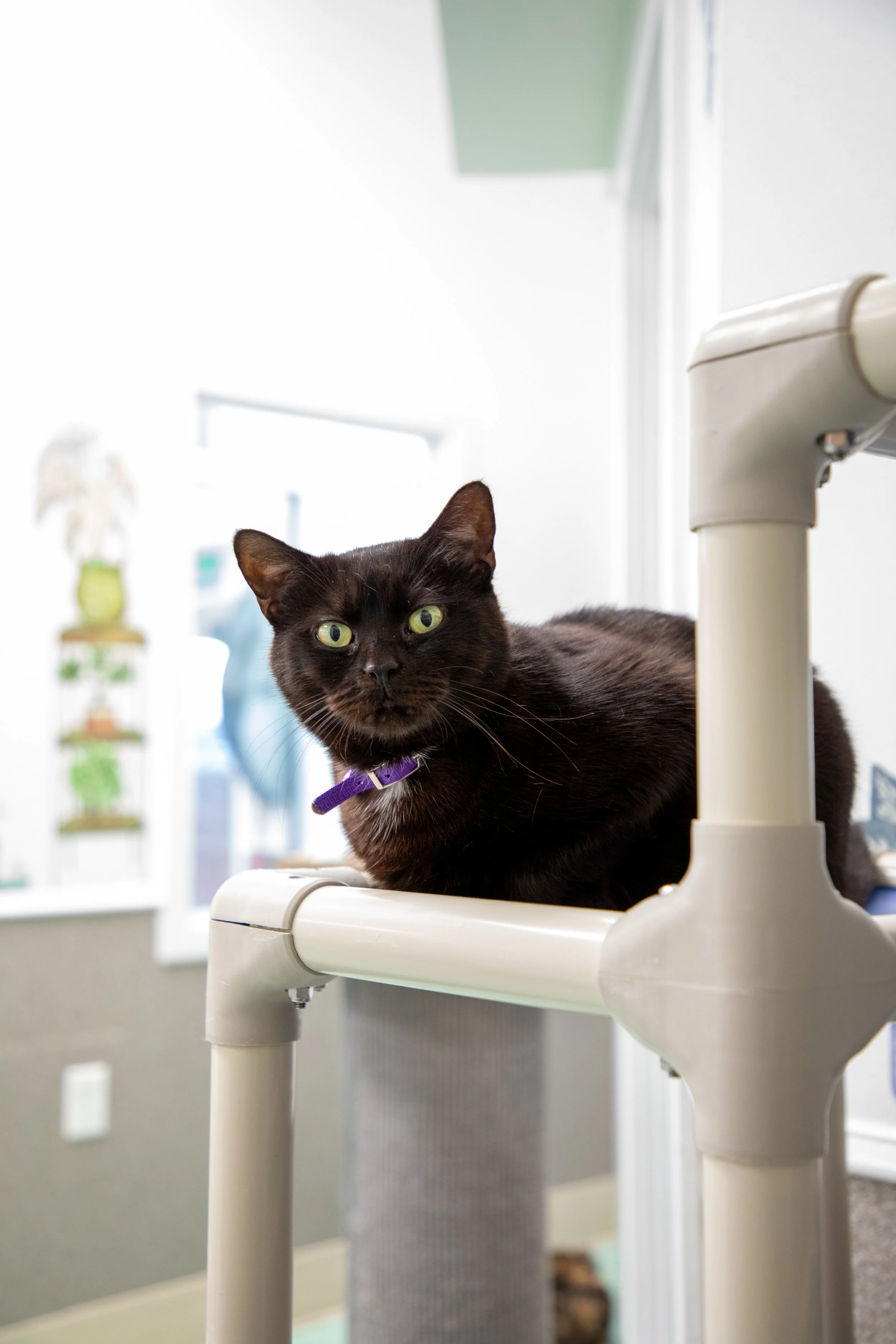 Will Locke Pet Photography- Hope For Life 12:28:2025 47.jpg