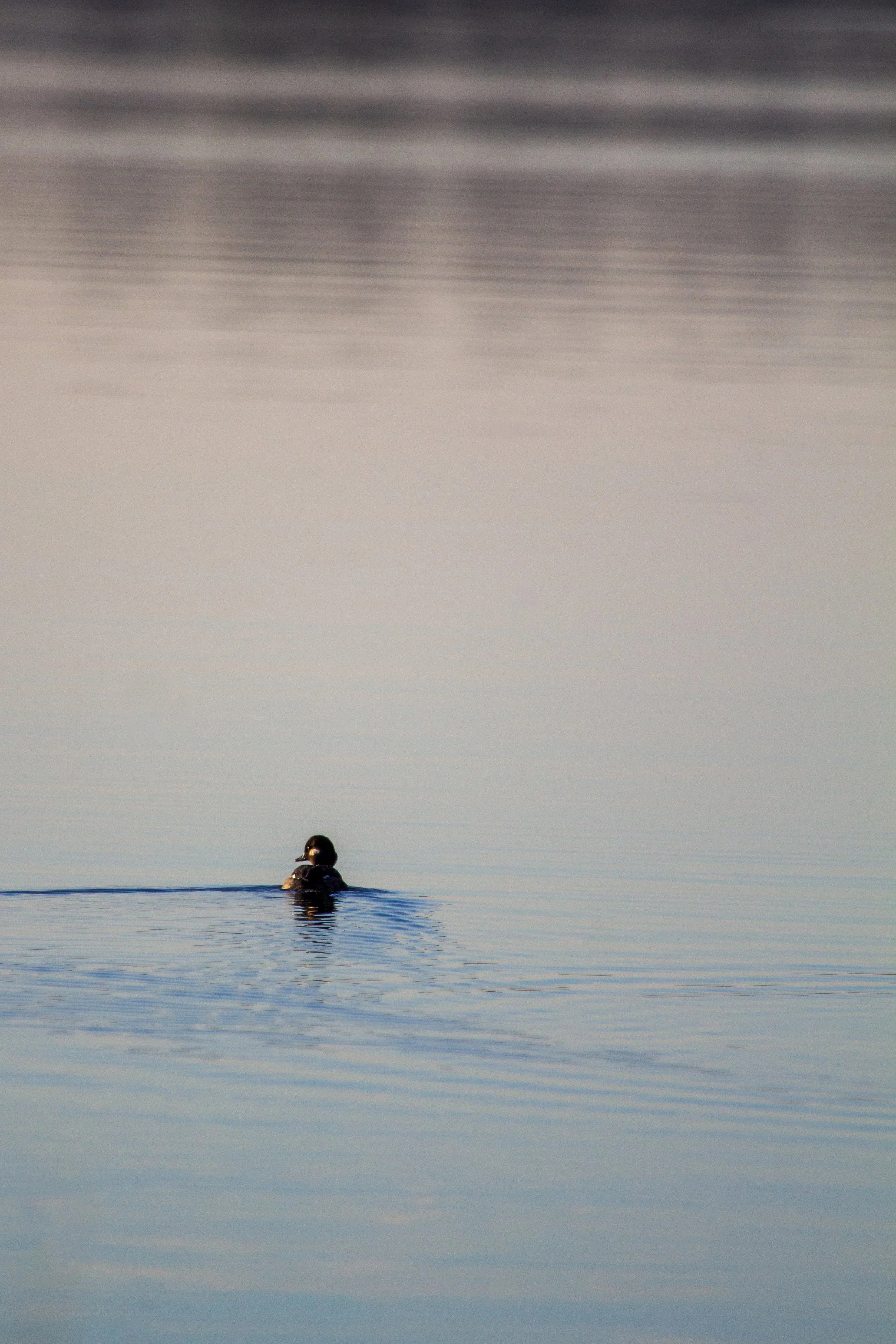 1:10 Bufflehead on Lafayette.jpg