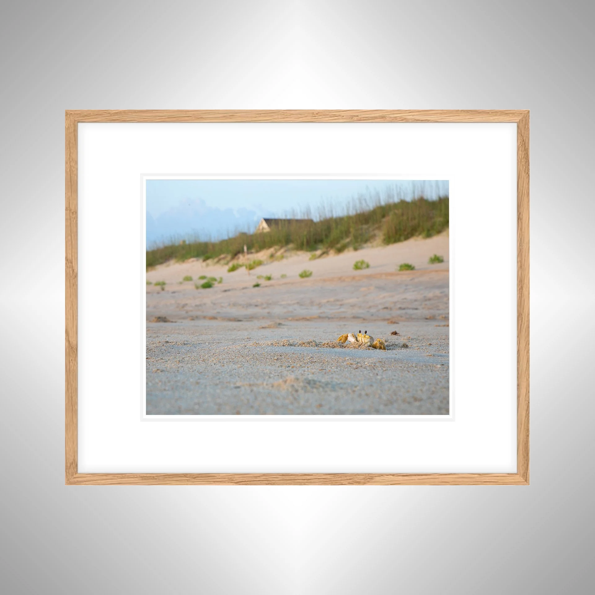 1:10 Ghost Crab Headshot- White w: Border copy NATTY.jpg