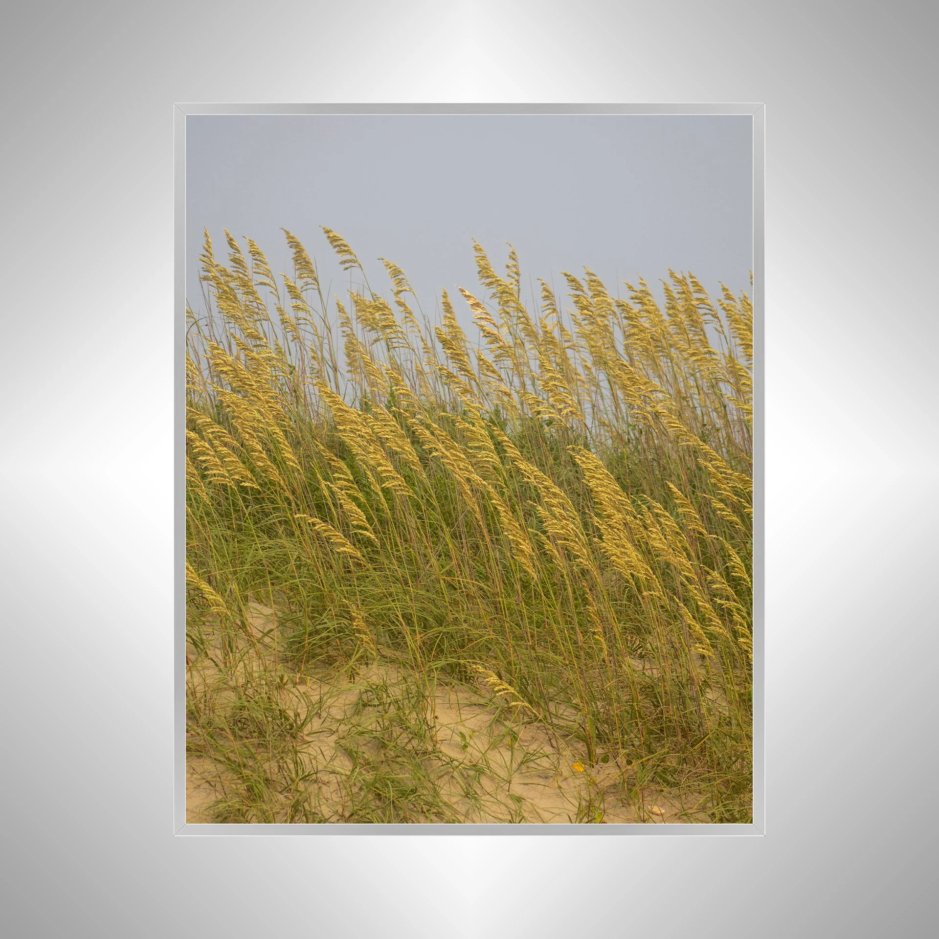 1:1 Rodanthe Dune Oats (Portrait)- Silver.jpg