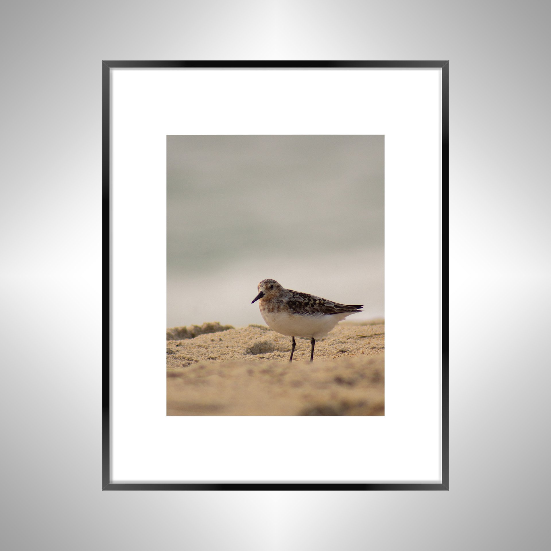 1:10 Sanderling Photoshoot in Rodanthe- Black w: Border.jpg