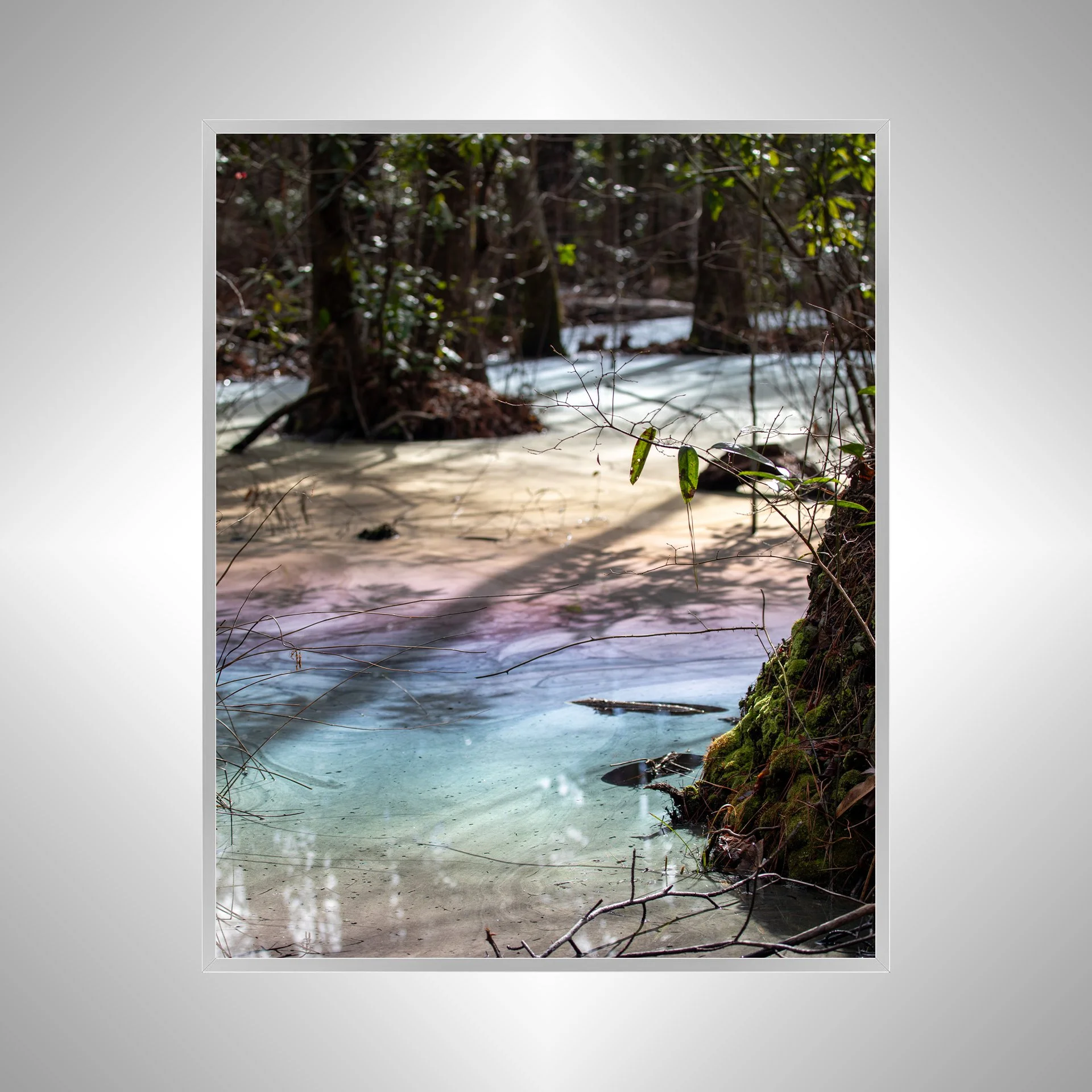 1:1 Rainbow Swamp at Seashore State Park- Silver.jpg