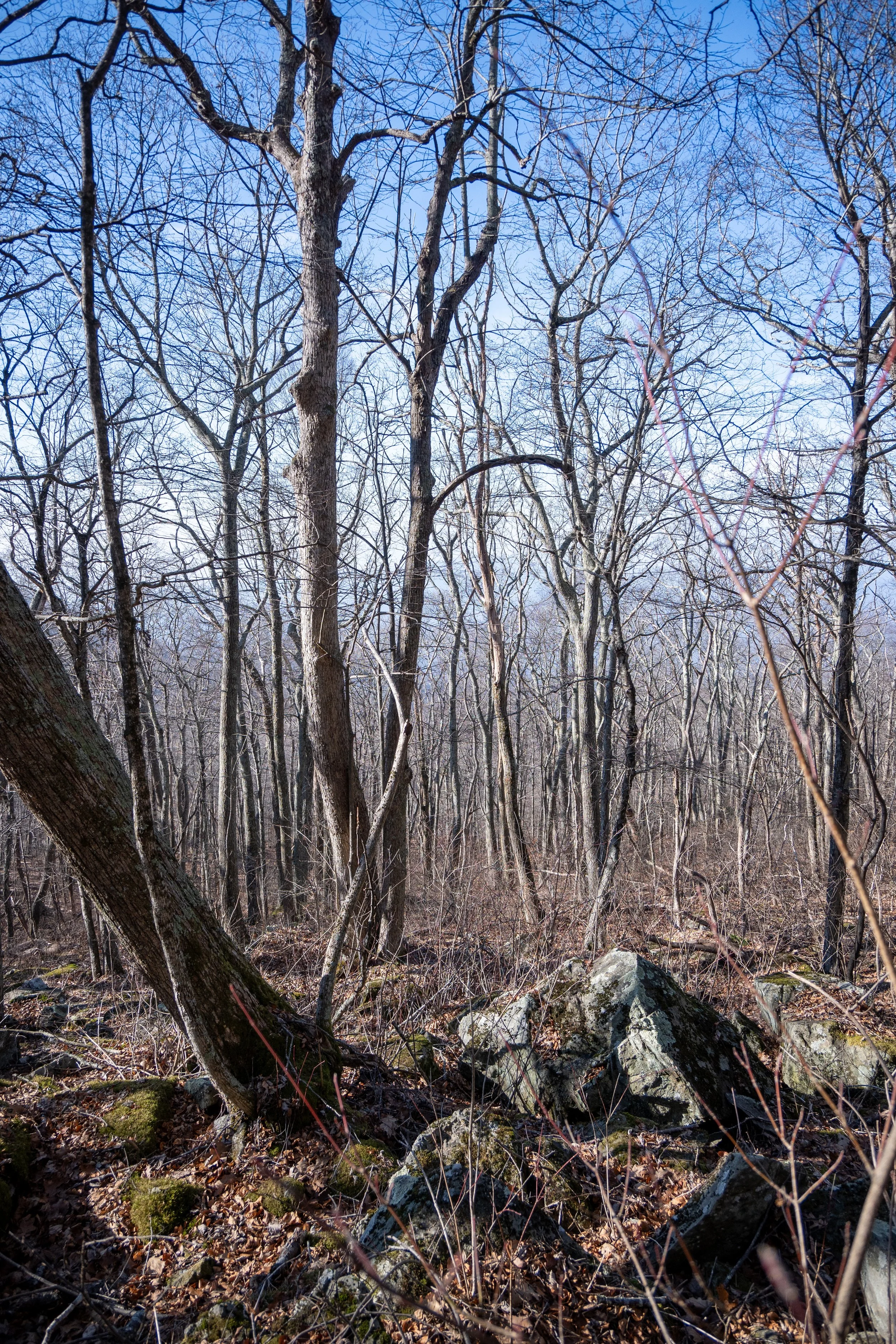 1:1 Shenandoah National Park Forest during Winter.jpg