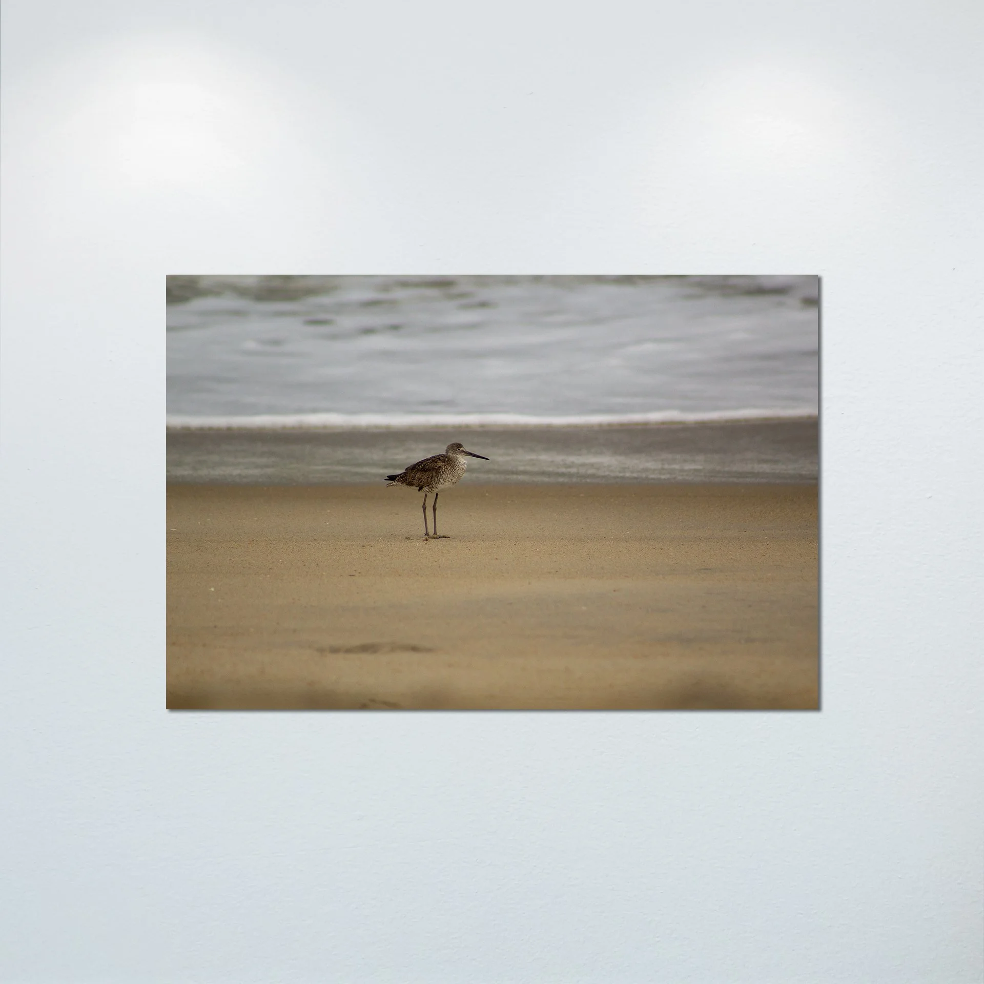 1:10 Willet on Beach- Poster & Canvas.jpg