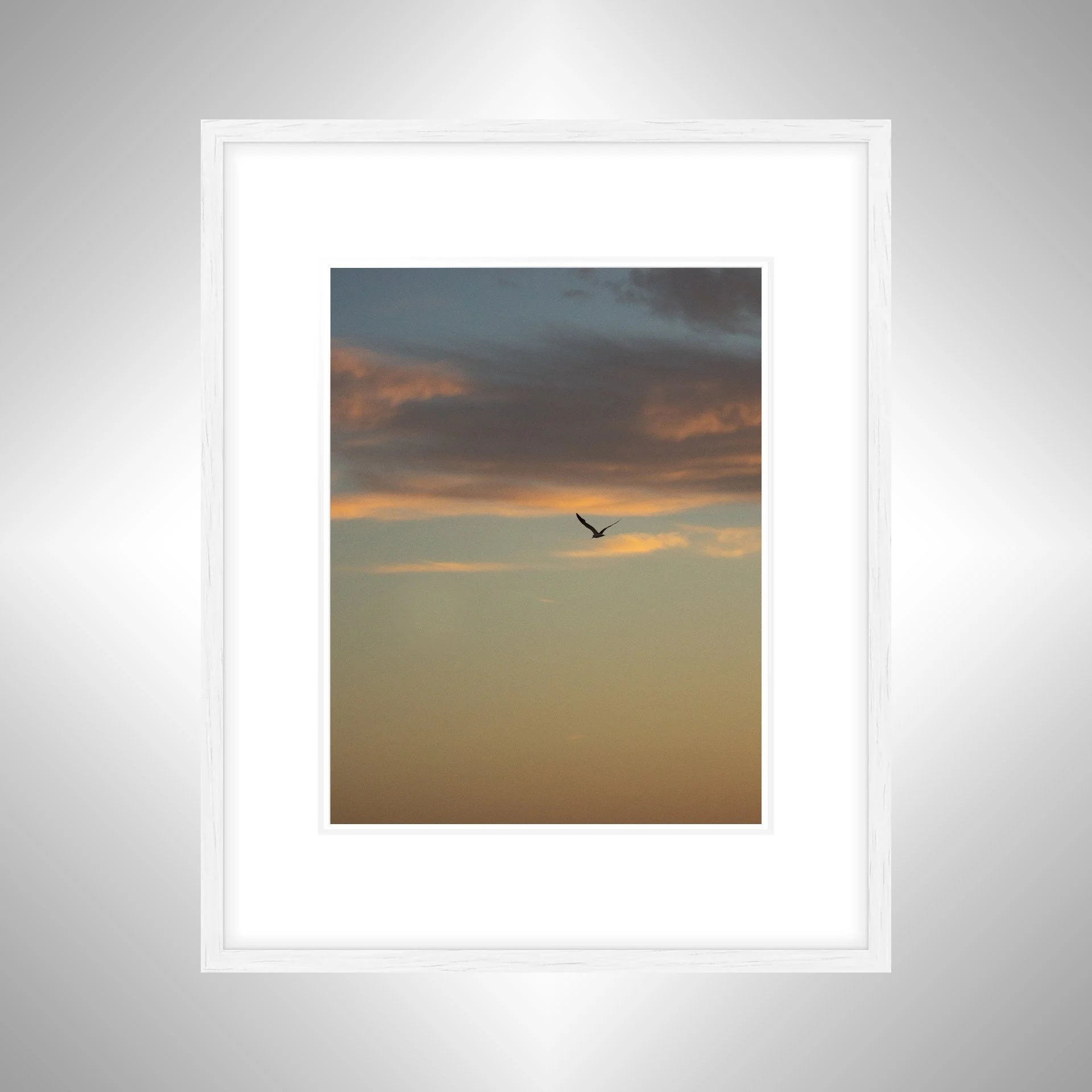 1:10 Seagull Soaring Gradient- White w: Border.jpg