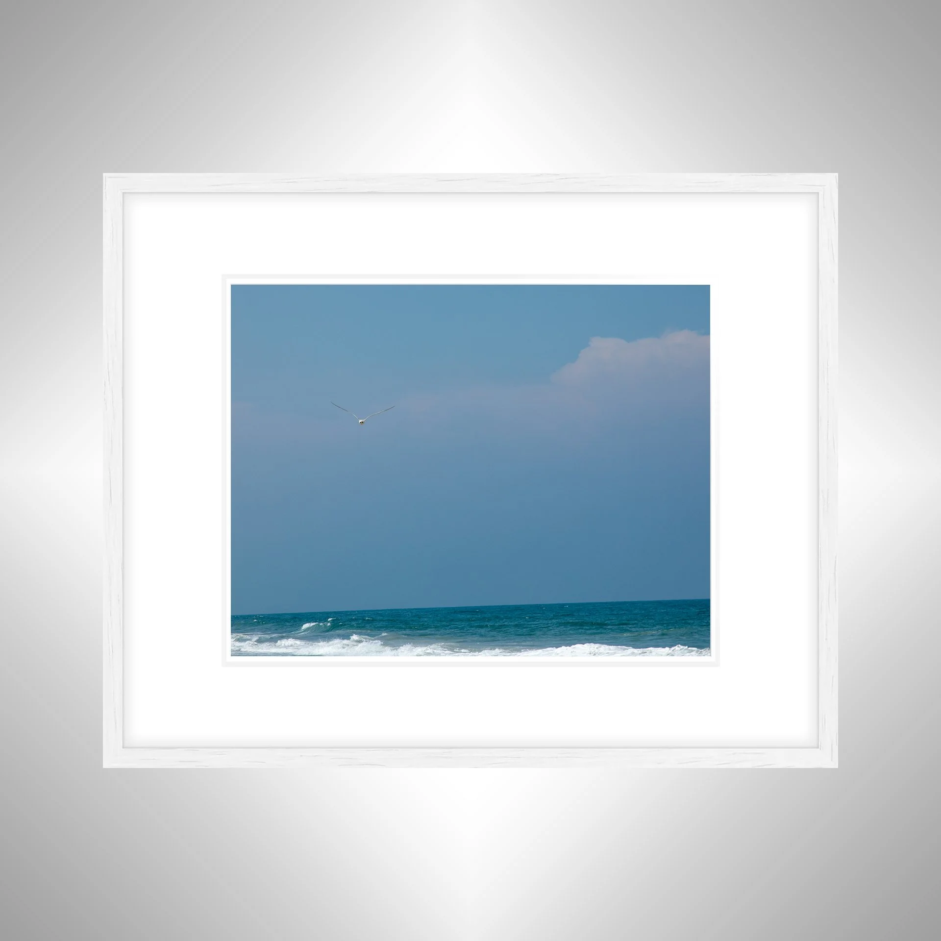 1:10 Seagull in Carova- White w: Border.jpg