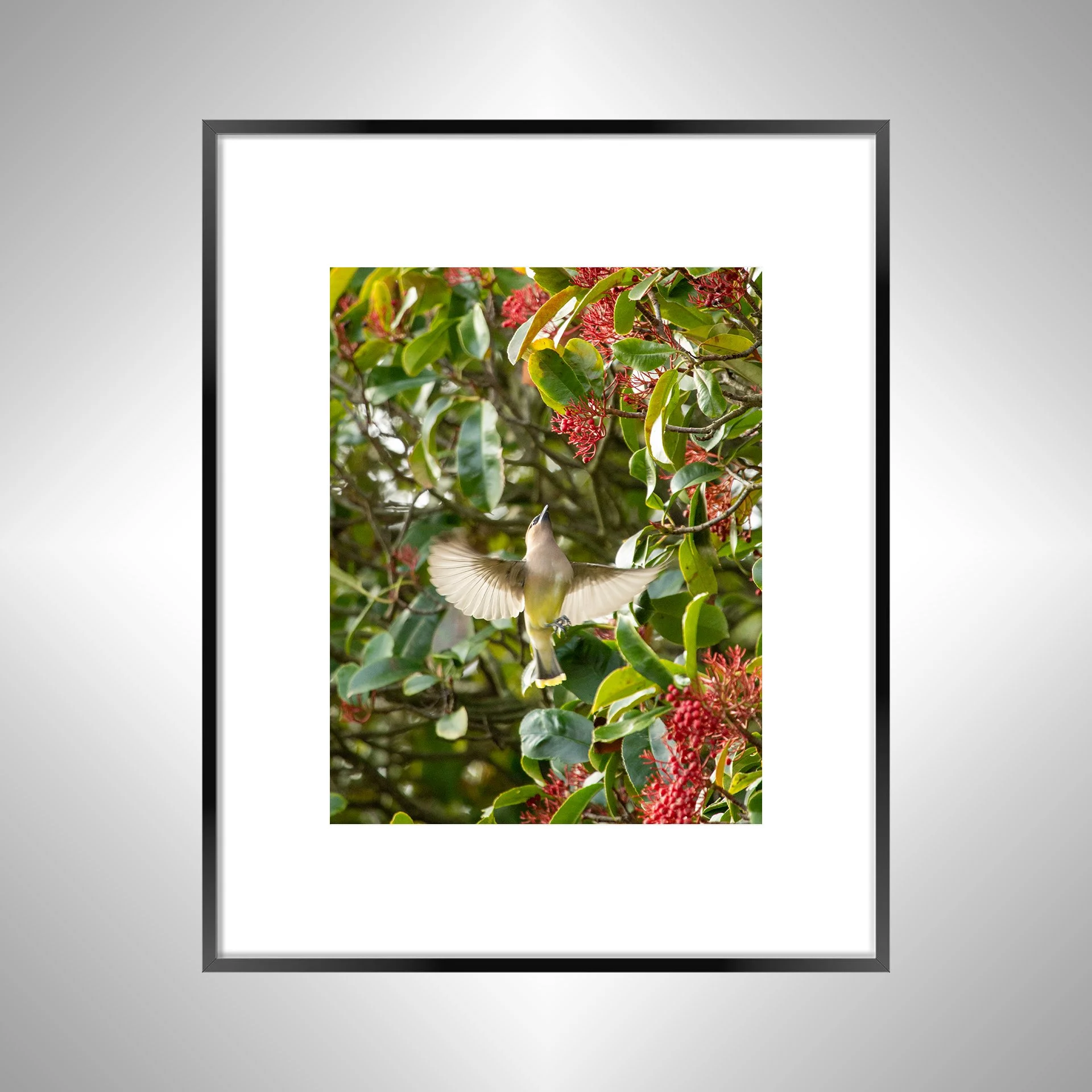1:10 Cedar Waxwing Picking Berries- Black W. BORDER.jpg