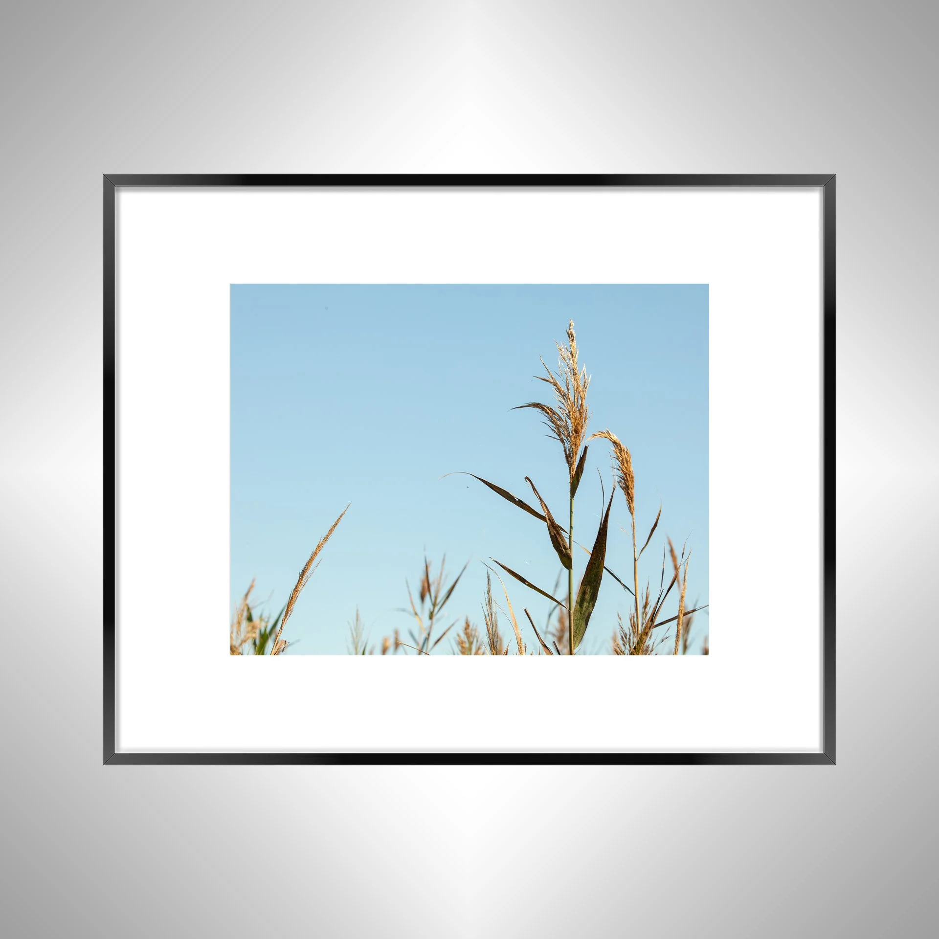 1:1 Back Bay Reeds- Black Metal w: Border.jpg