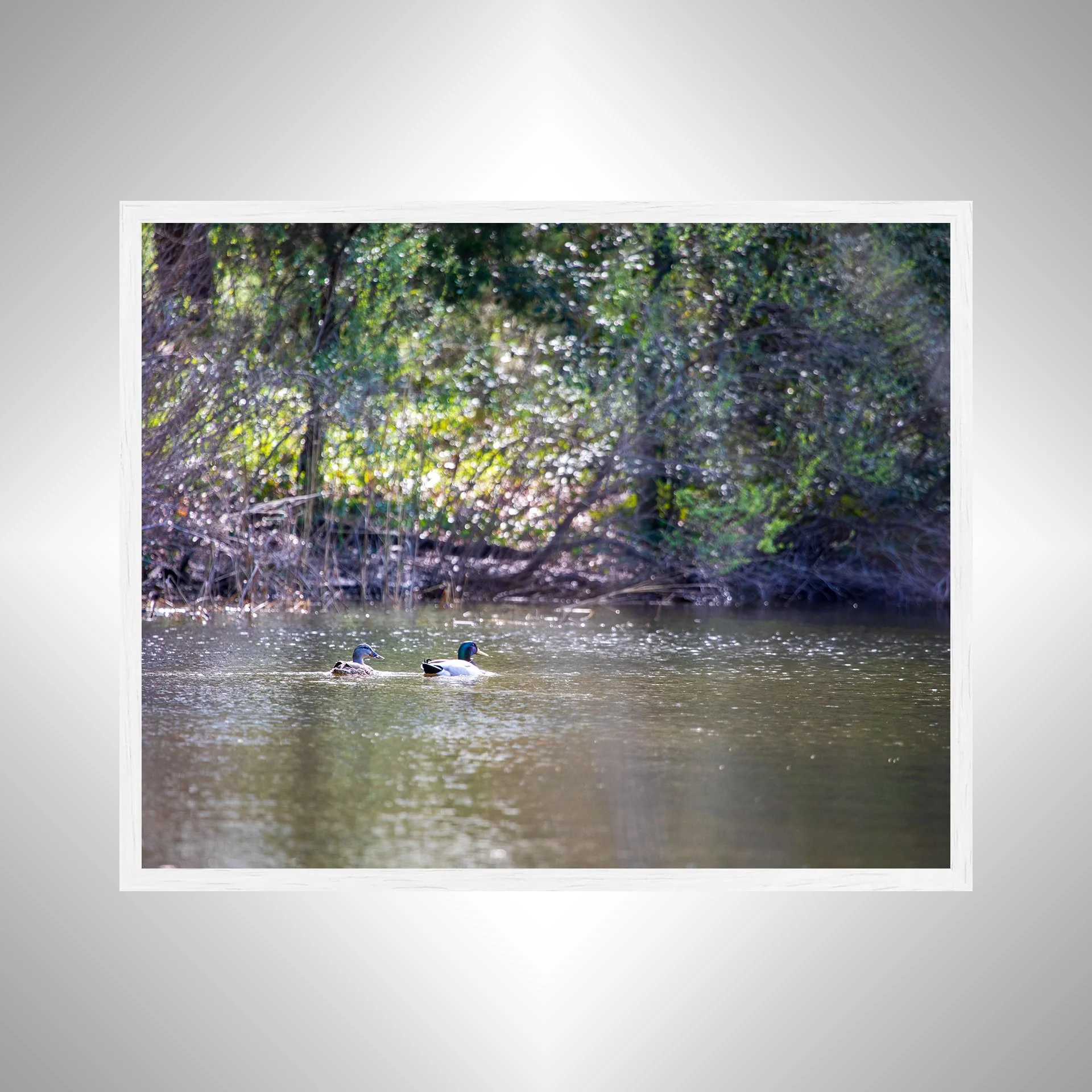 1:10 Duck Couple at First Landing Statepark- White.jpg