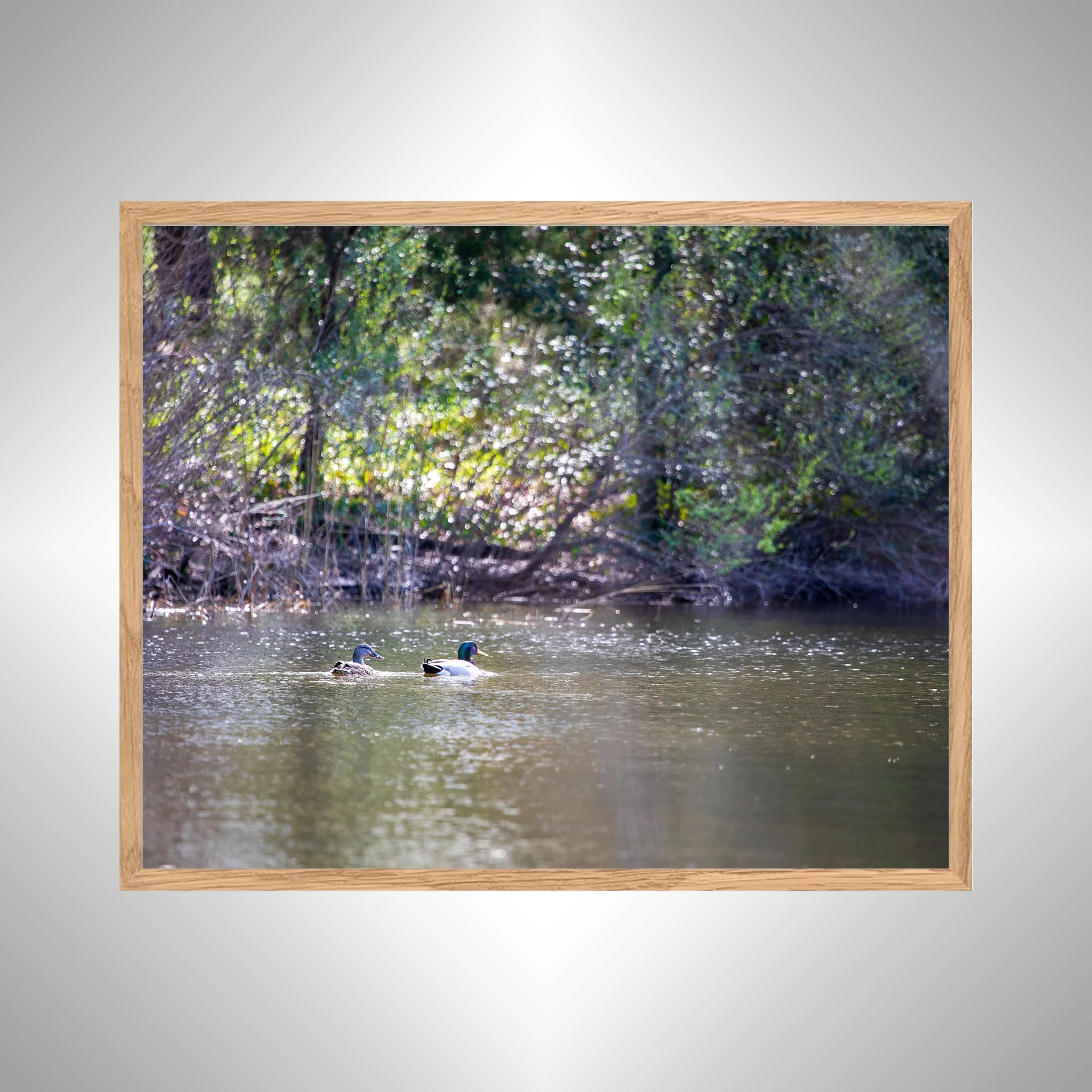1:10 Duck Couple at First Landing Statepark- White copy NATTY.jpg