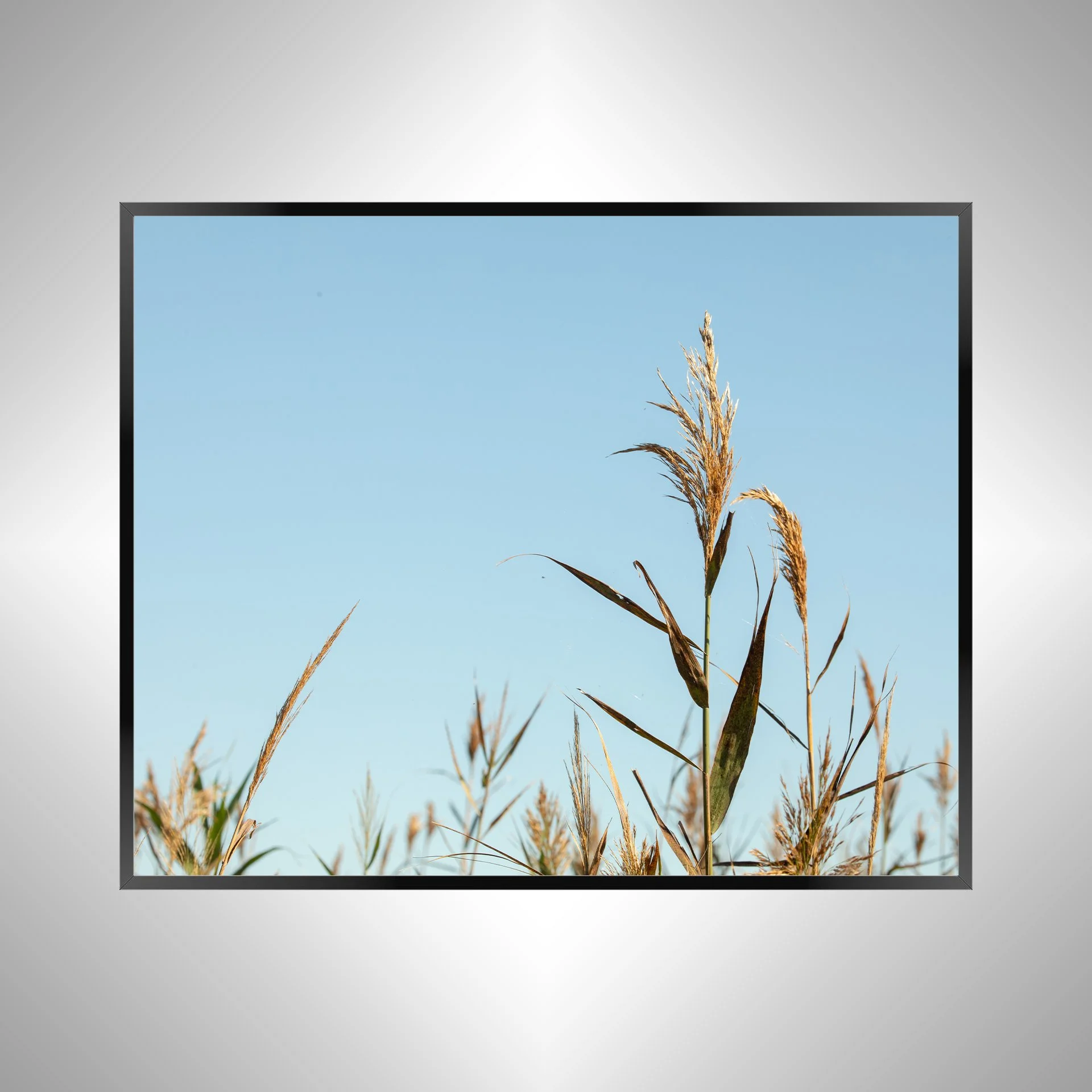 1/1 Back Bay Reeds