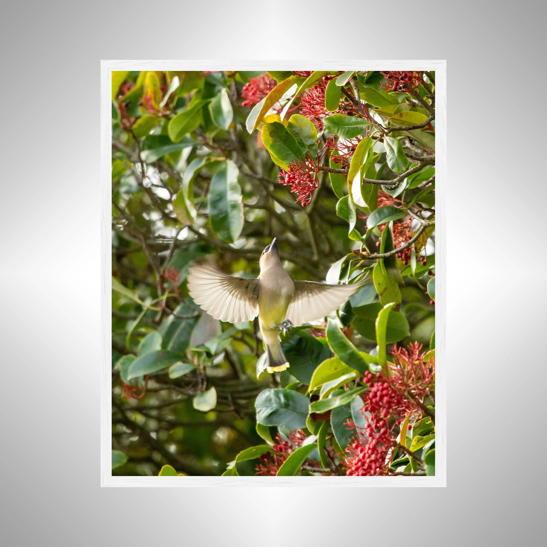 1:10 Cedar Waxwing Picking Berries- White.jpg