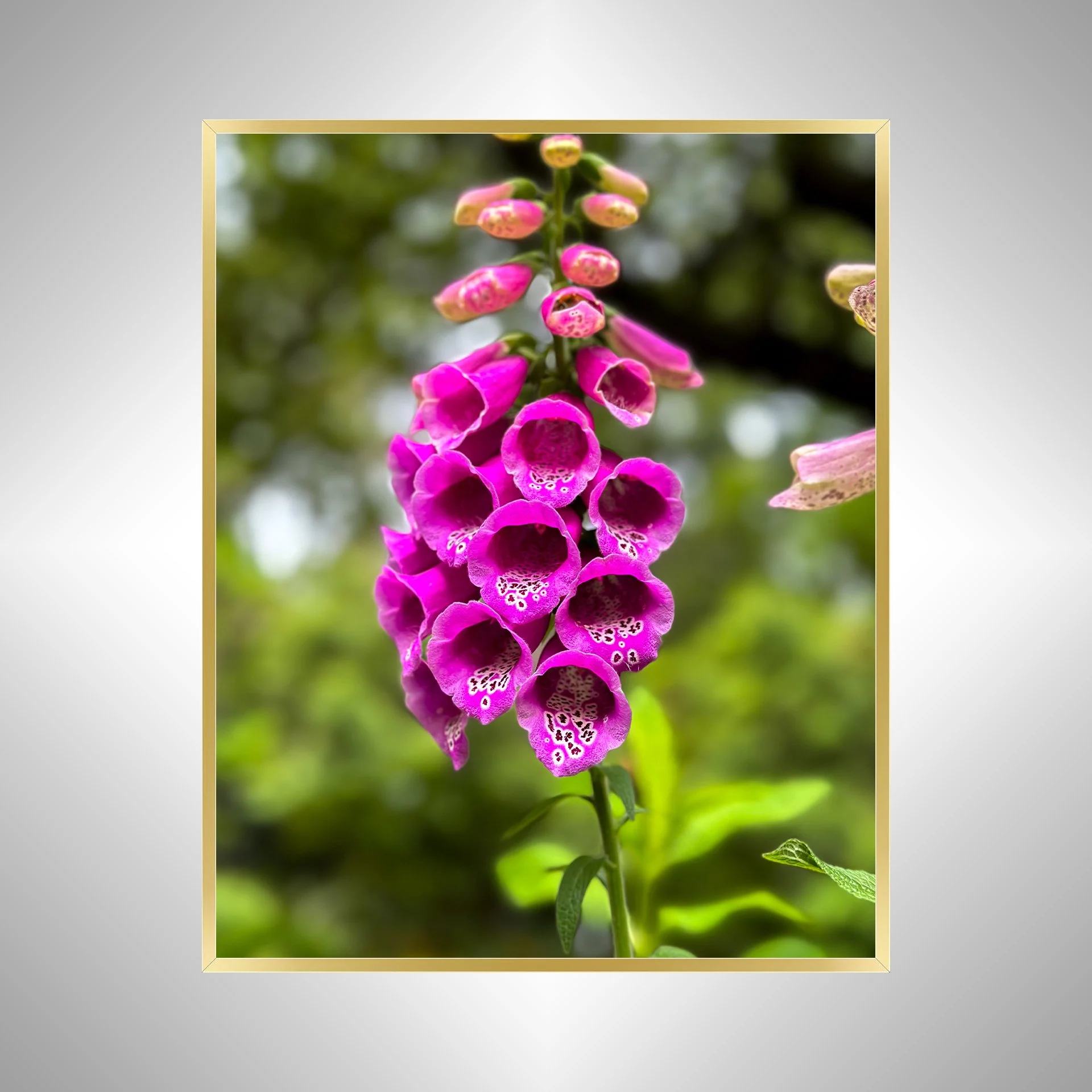 1:10 Pink Foxgloves at Hermitage- Gold.jpg