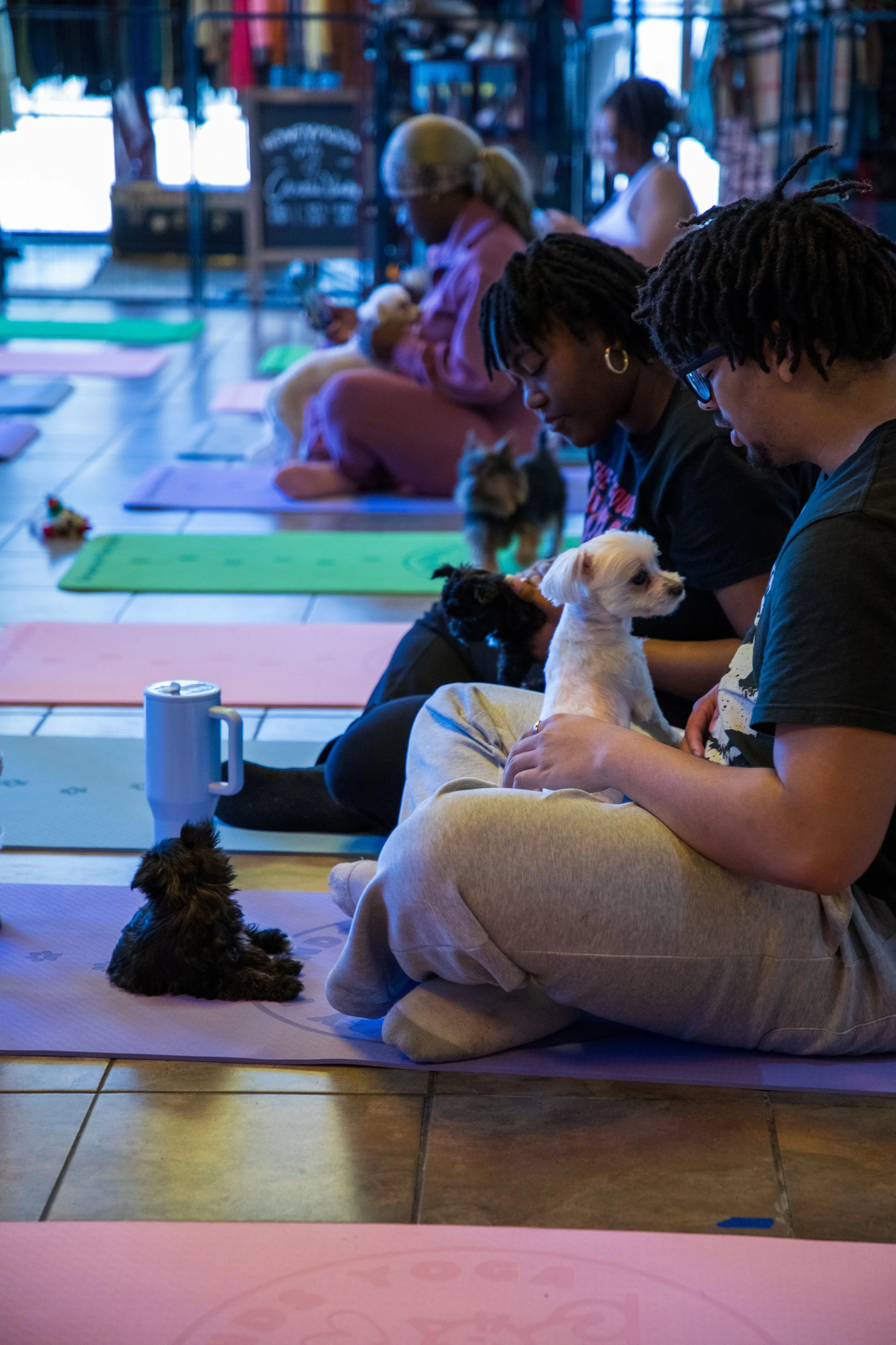 Marketing and Event Photography by Will Locke. People practicing yoga with small dogs on mats in a studio.