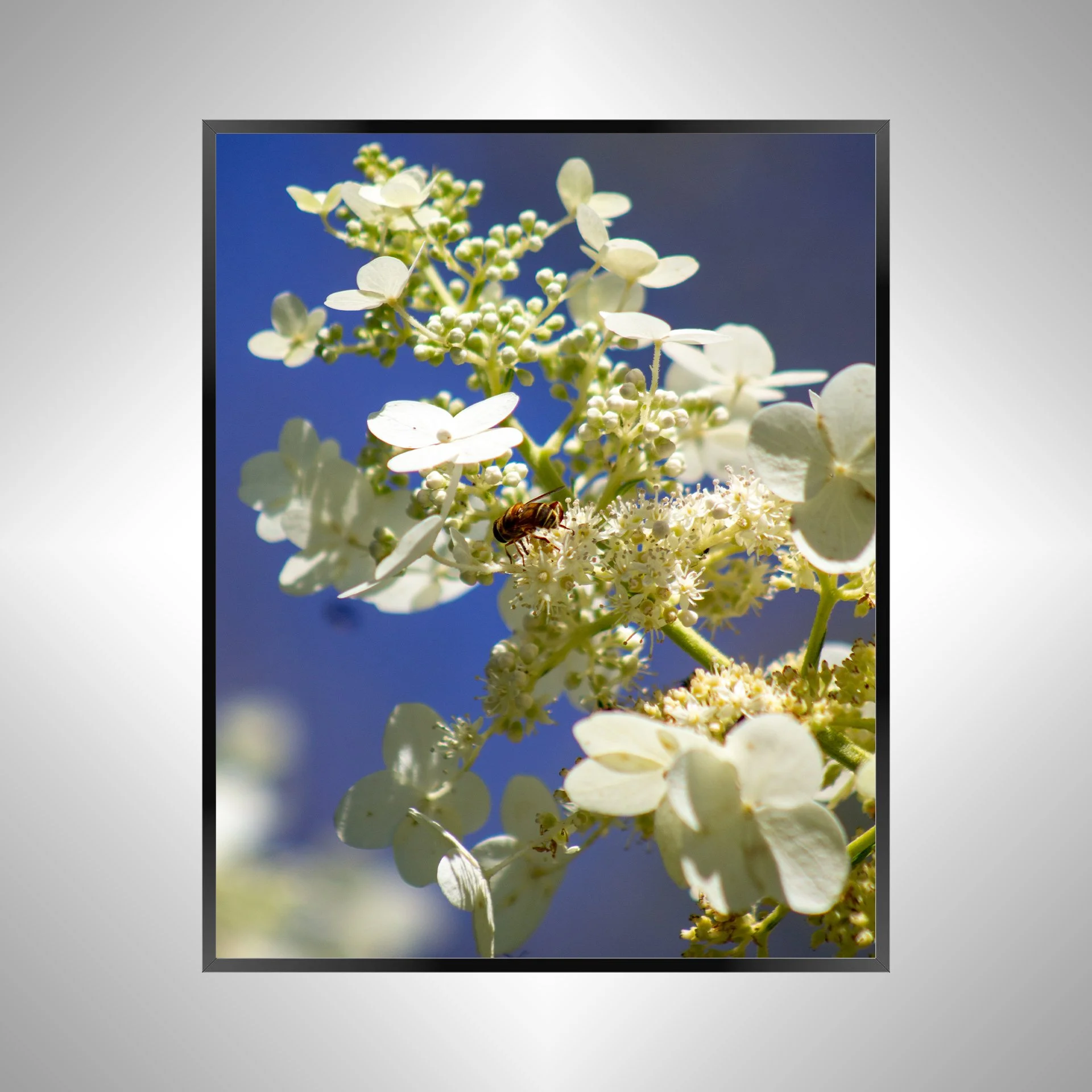 1/1 Pollinator in Sun