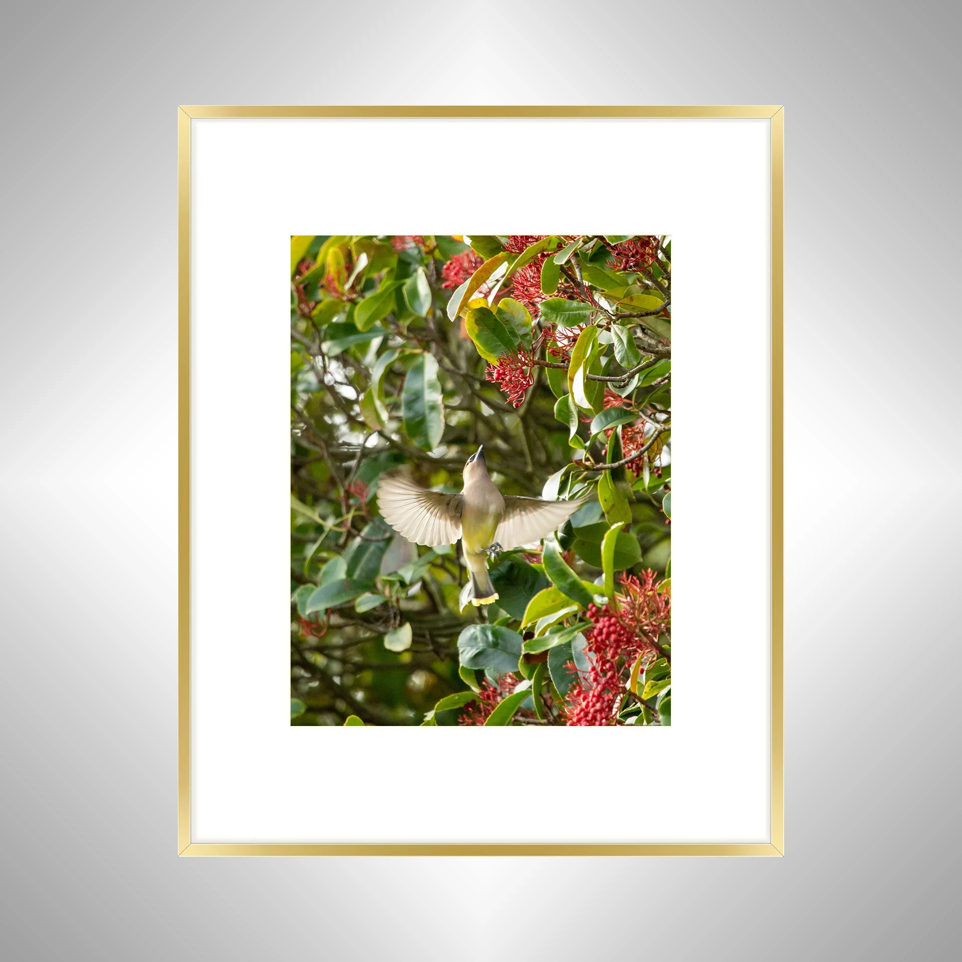 1:10 Cedar Waxwing Picking Berries- Gold W. BORDER.jpg