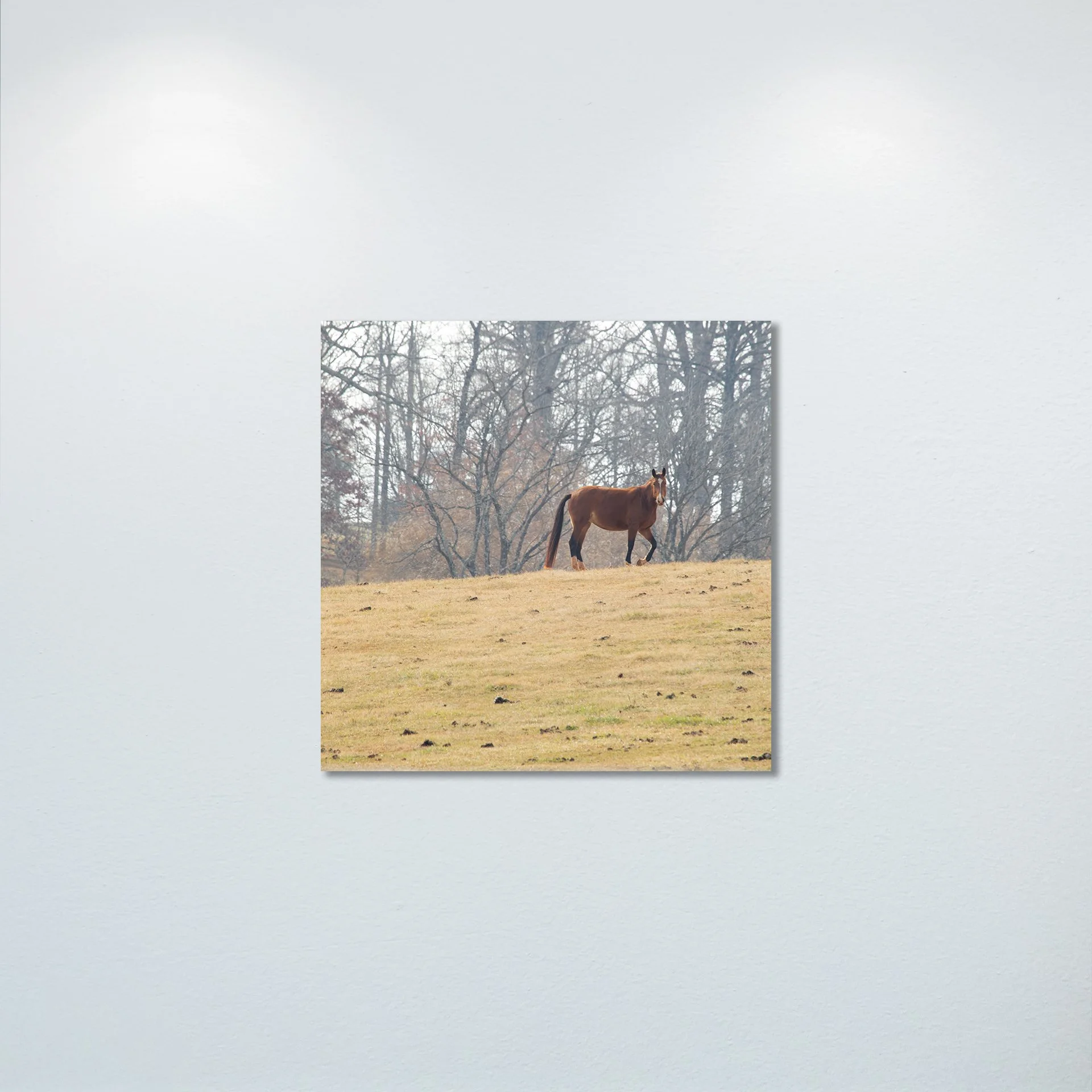 1/1 Shenandoah Horse (Square)