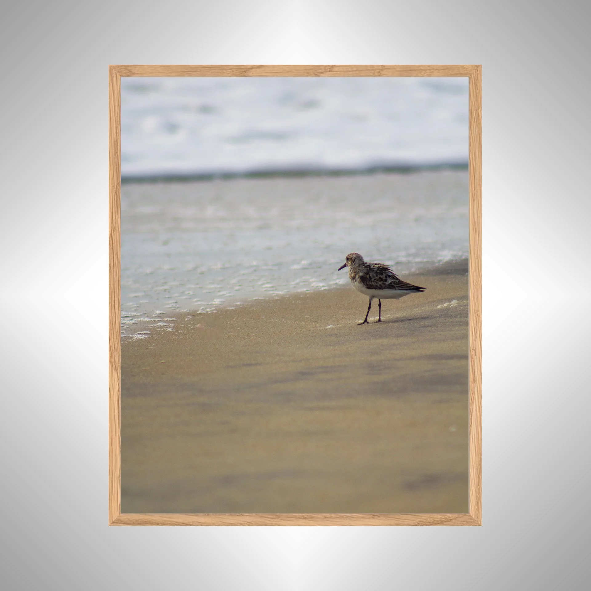 1:10 Sanderling at the Beach- White copy NATTY.jpg