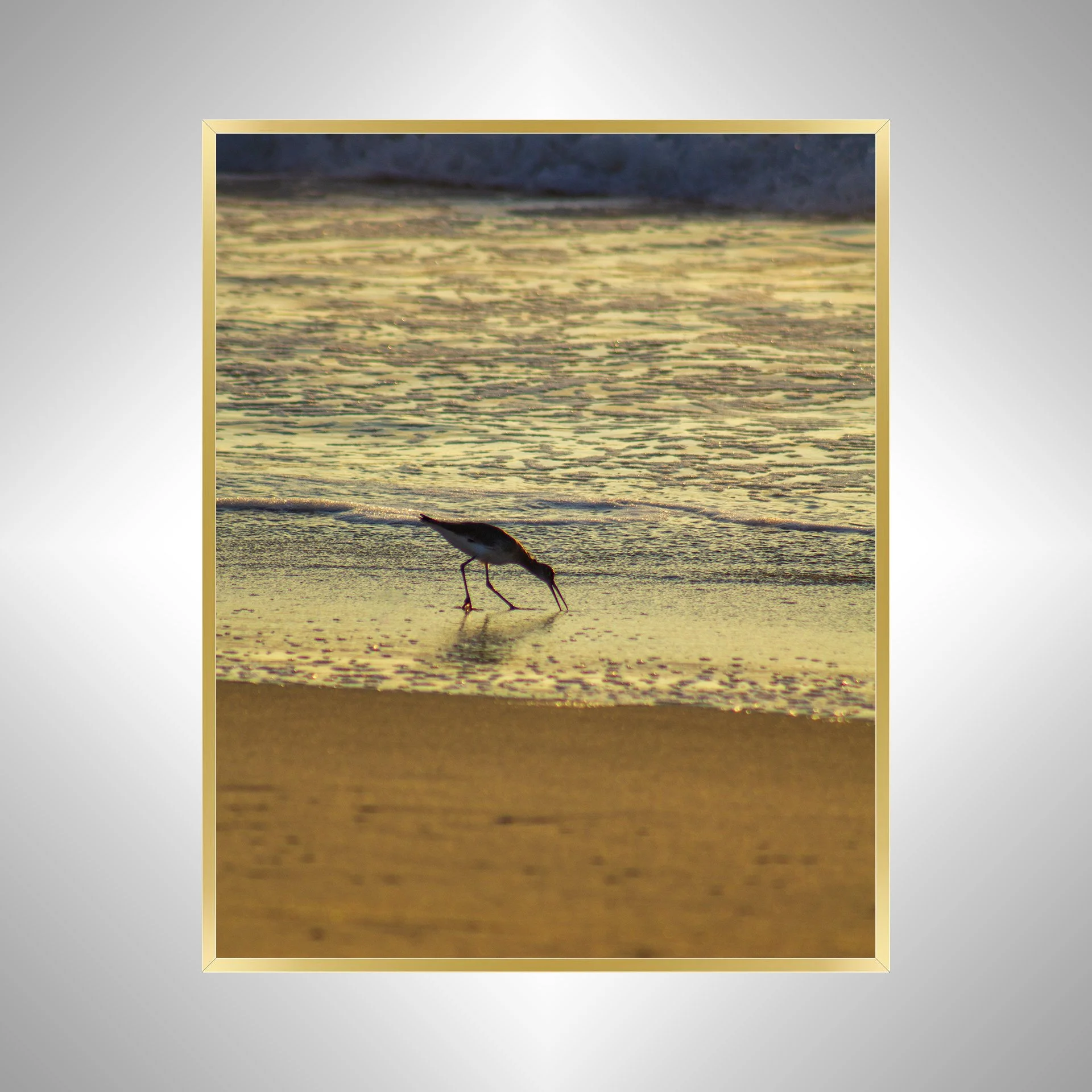 1:1 Willet Eating at Sunrise- Gol.jpg