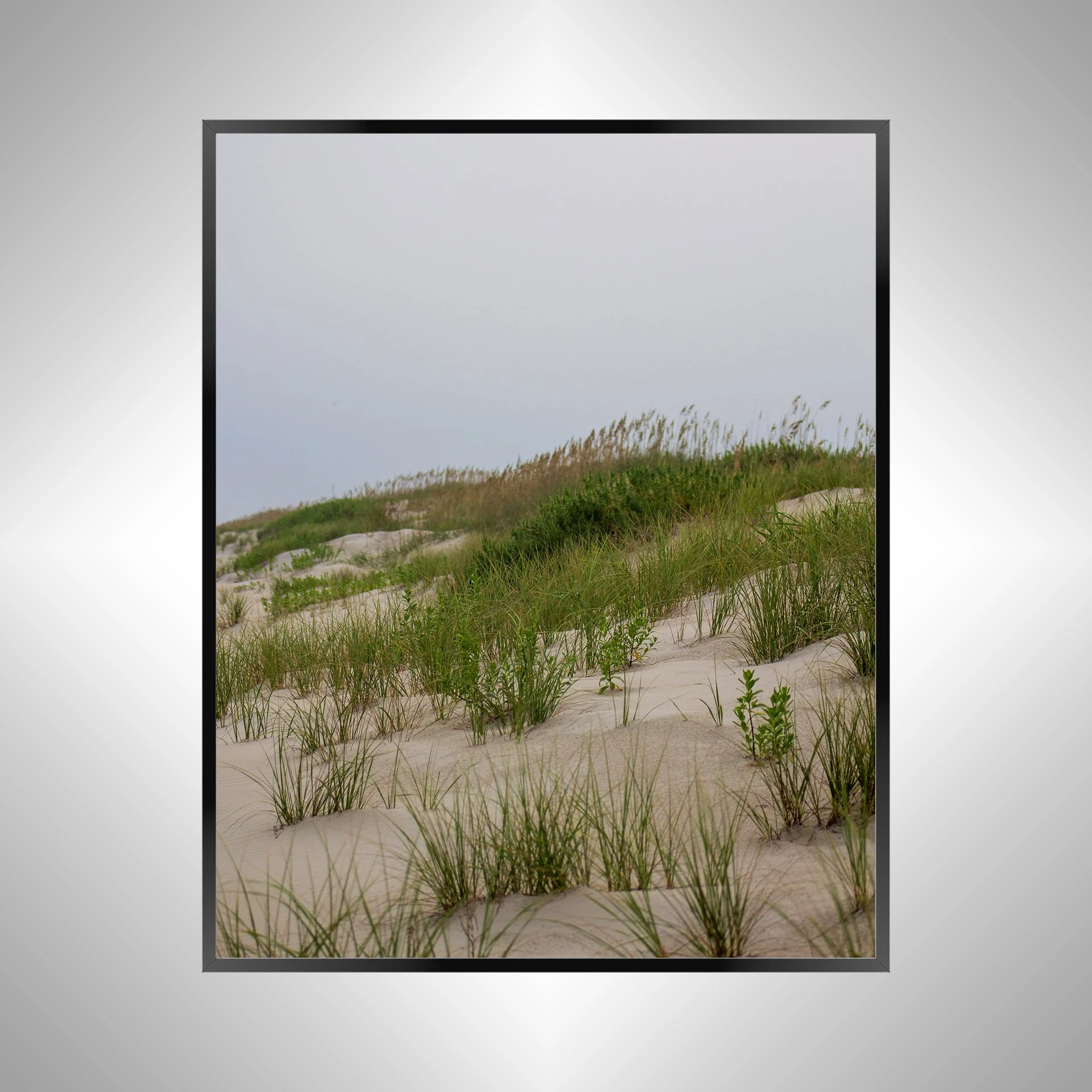 1/10 Ocracoke Dune Oats (Portrait)