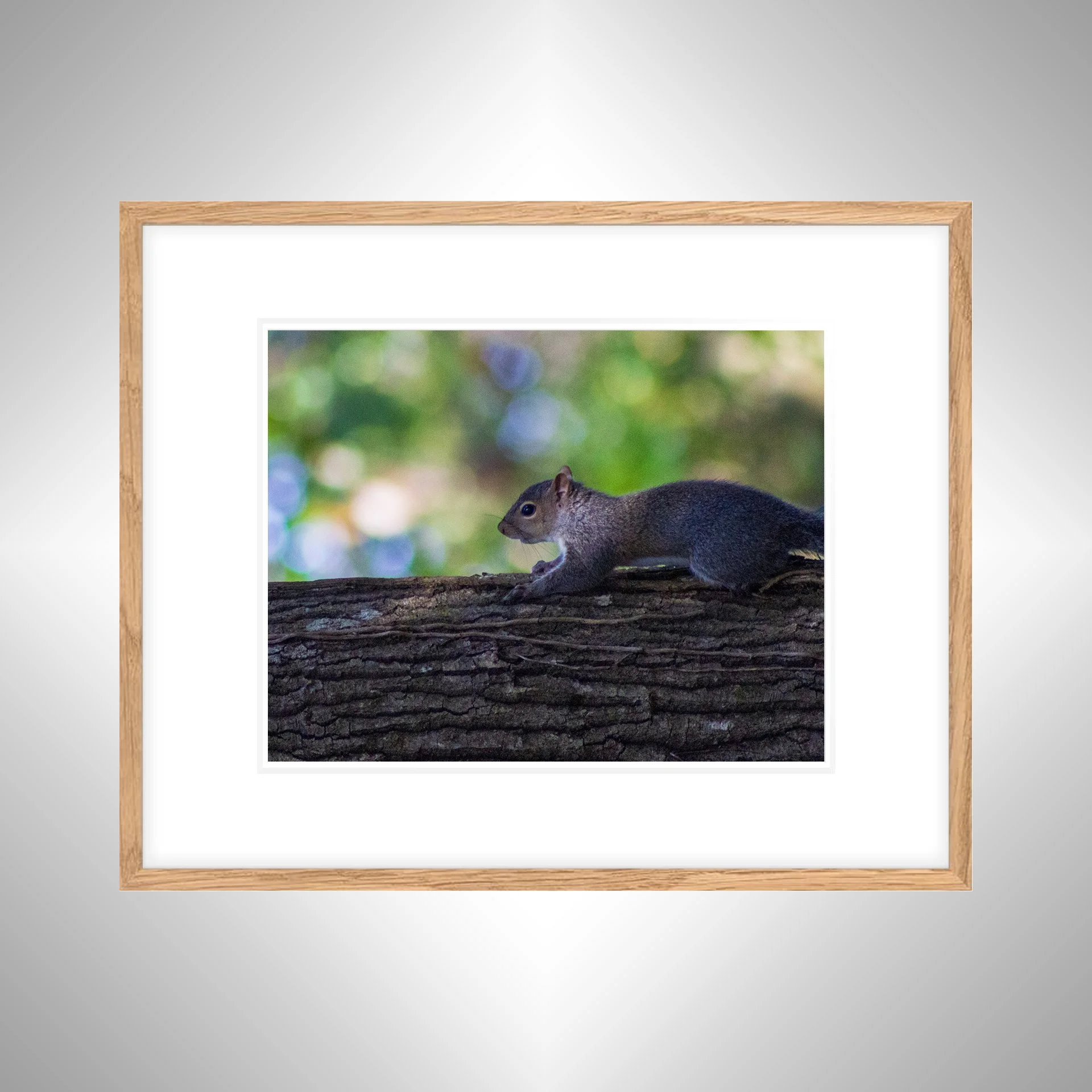 1:1 Squirrel's World- White w: Border copy NATTY.jpg
